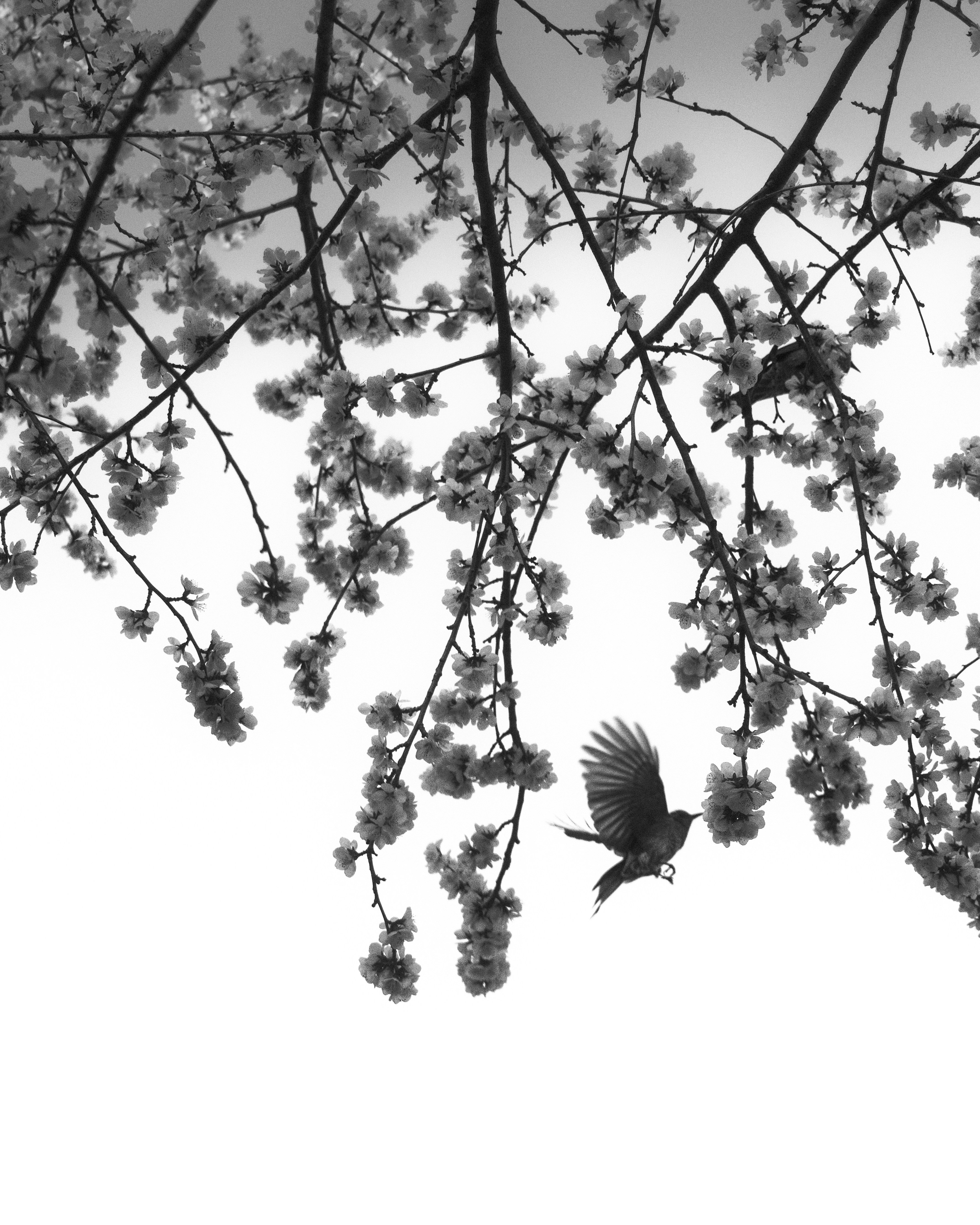 A bird flies past blooming cherry blossom branches.
