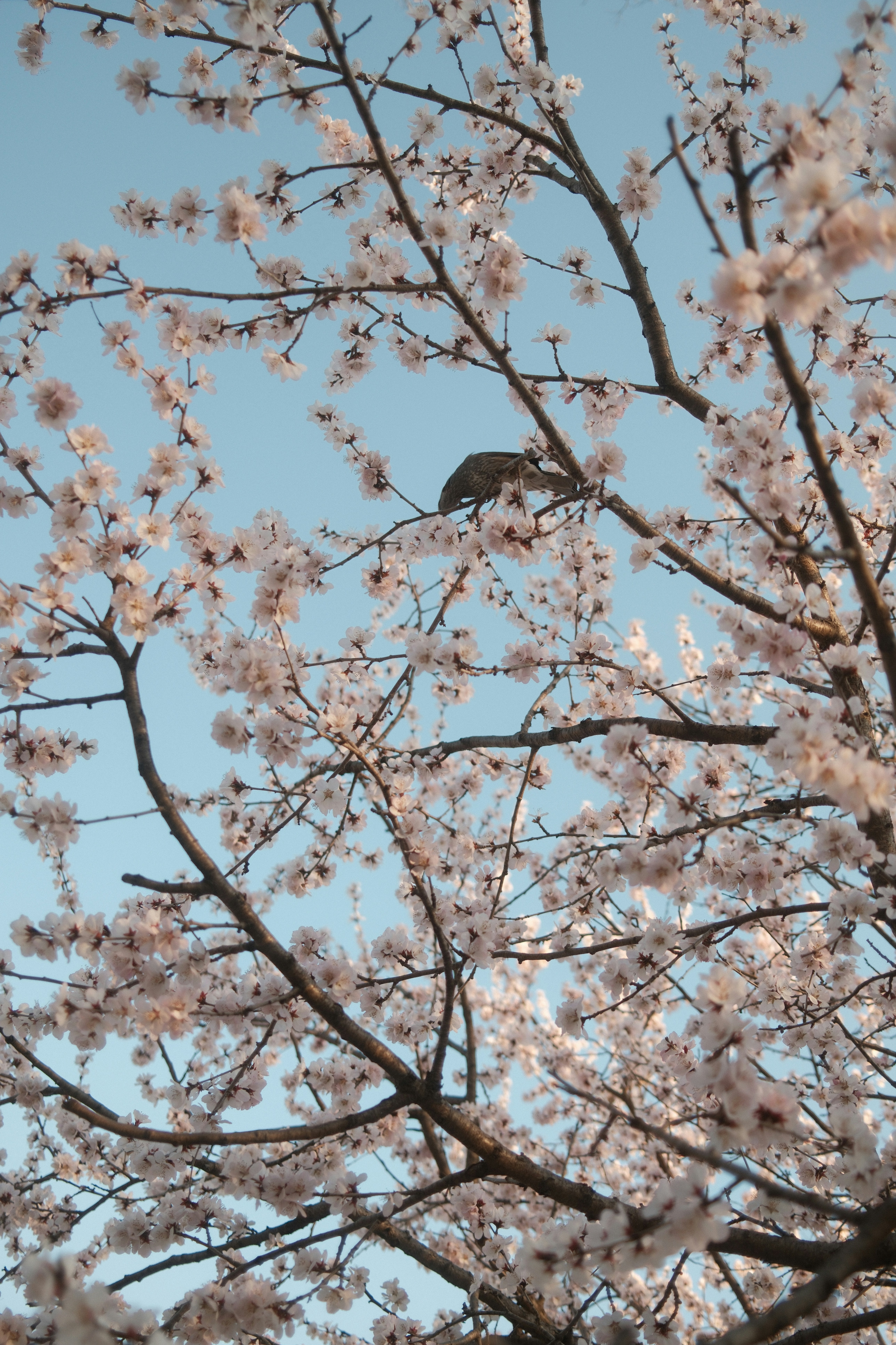 A bird perched on a blooming cherry blossom tree branch.