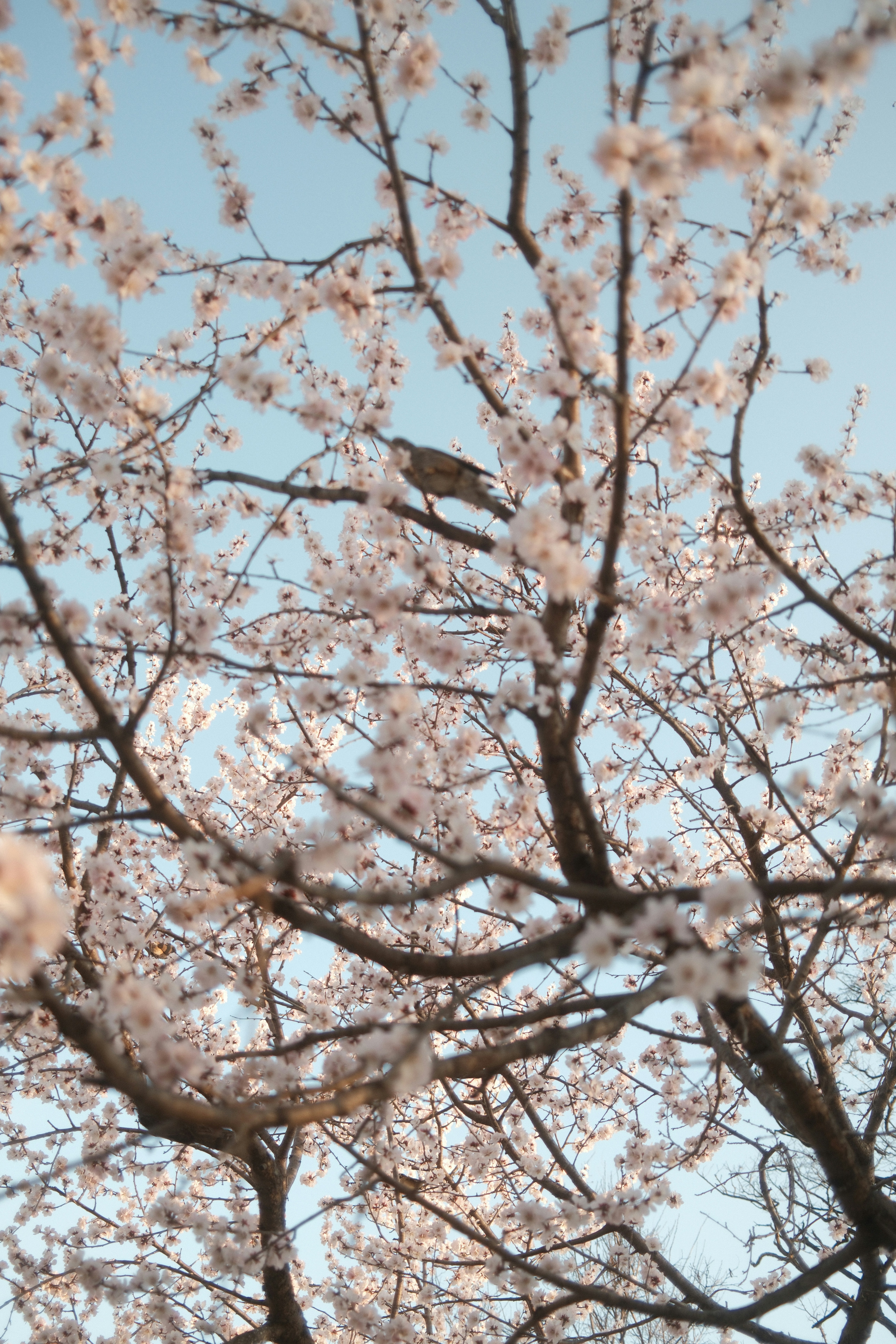 A bird perched on a blooming cherry blossom tree branch.