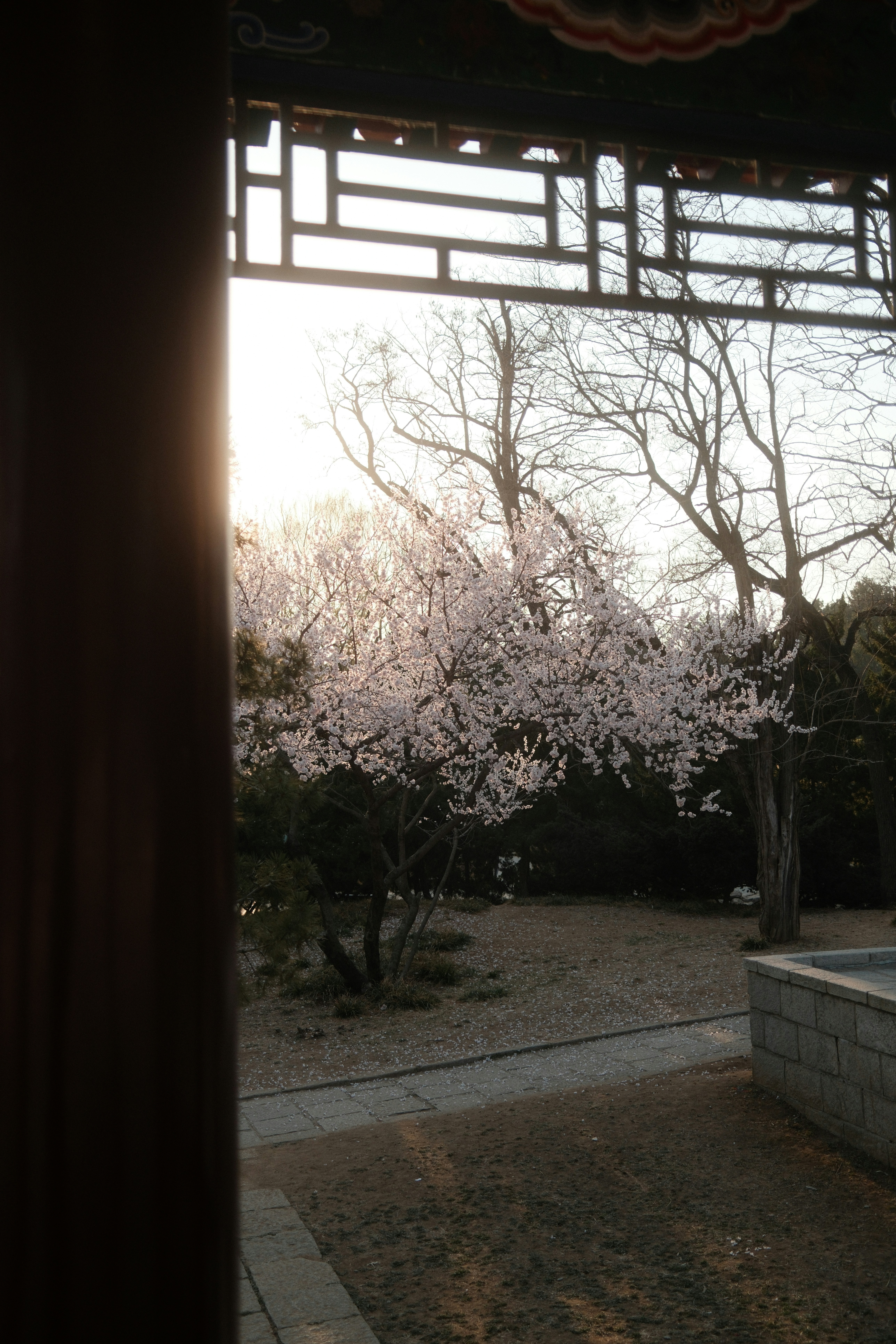 Blooming cherry blossom tree in a garden.