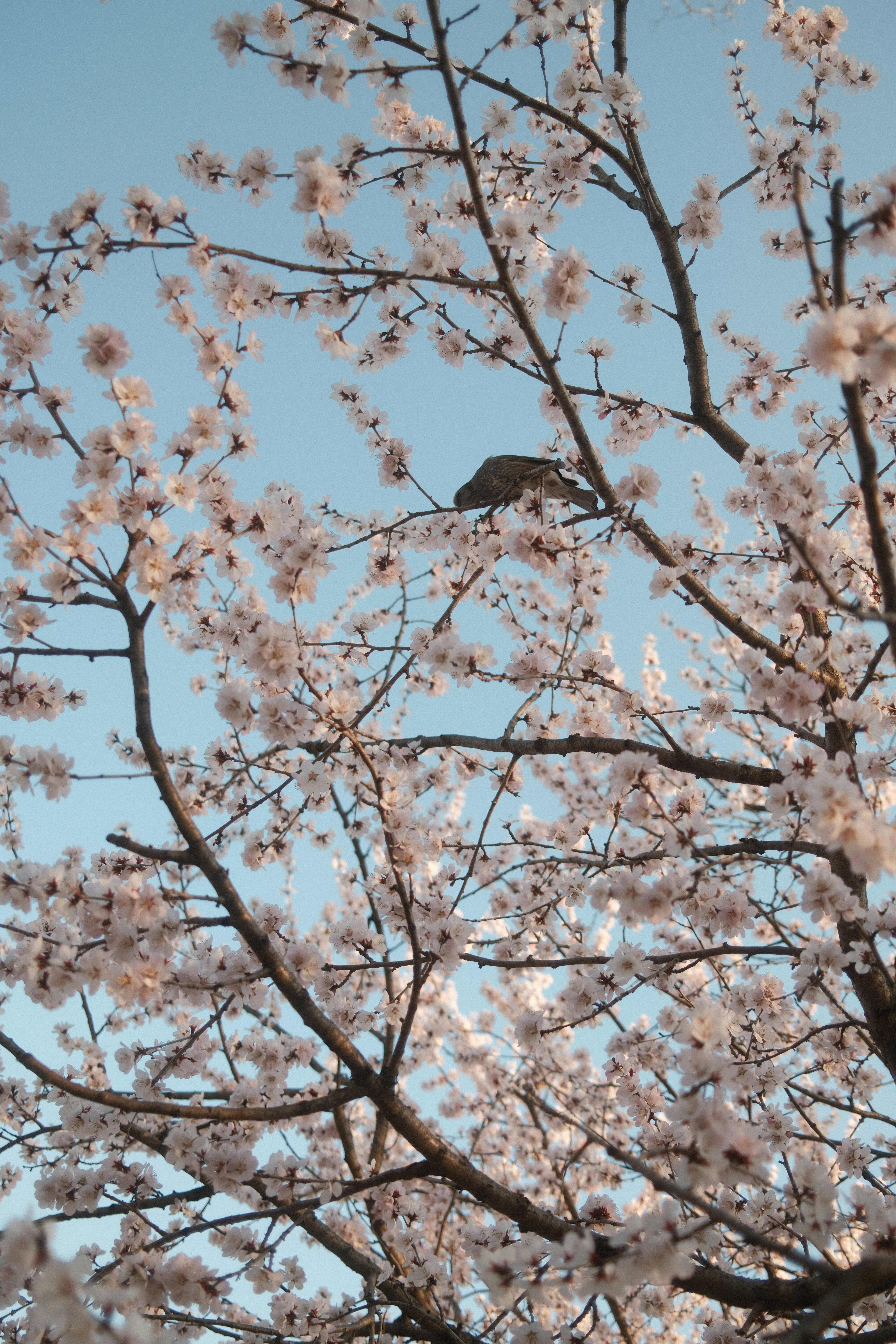 A bird perched on a blooming cherry blossom tree