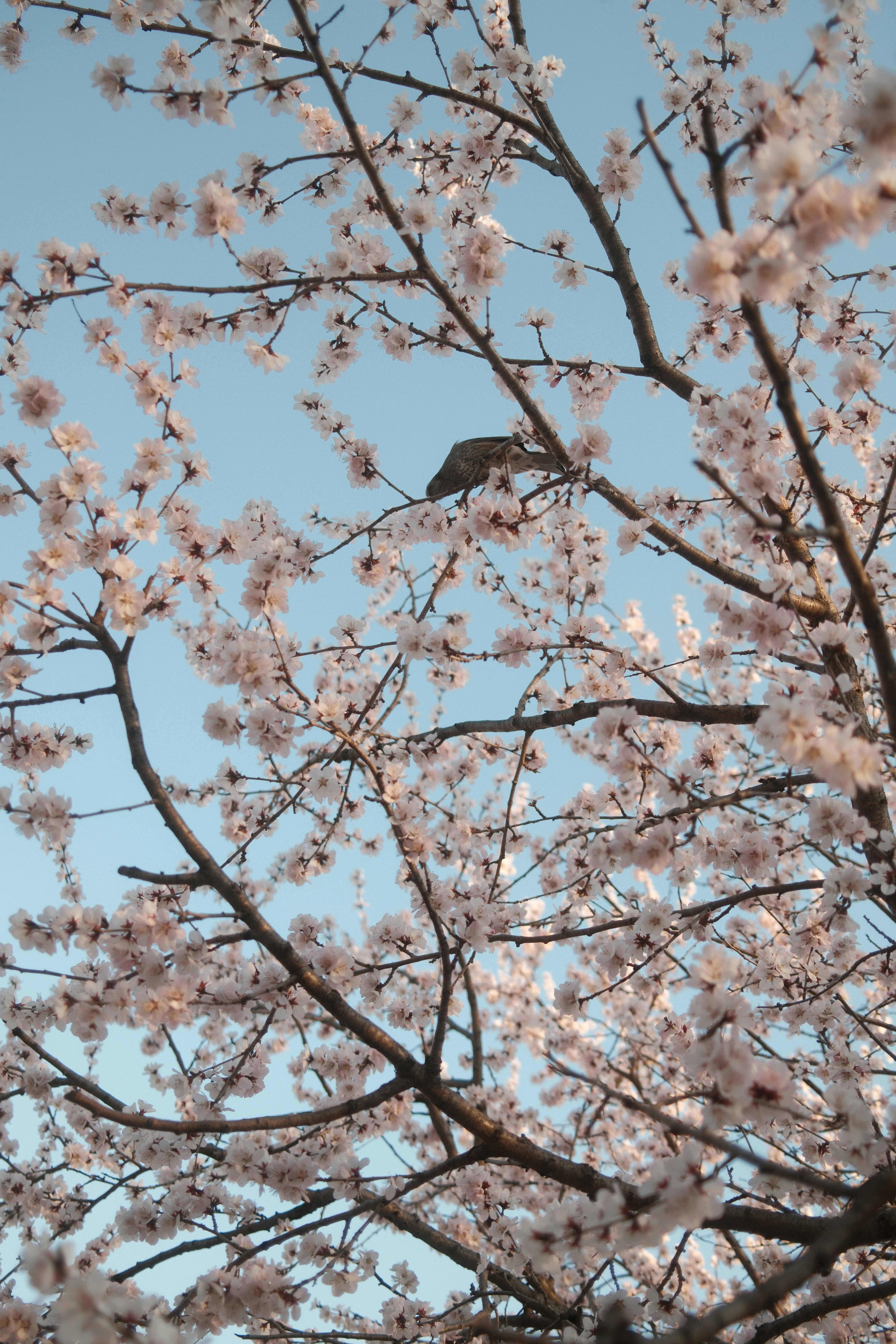 A bird perched on a blooming cherry blossom tree branch.