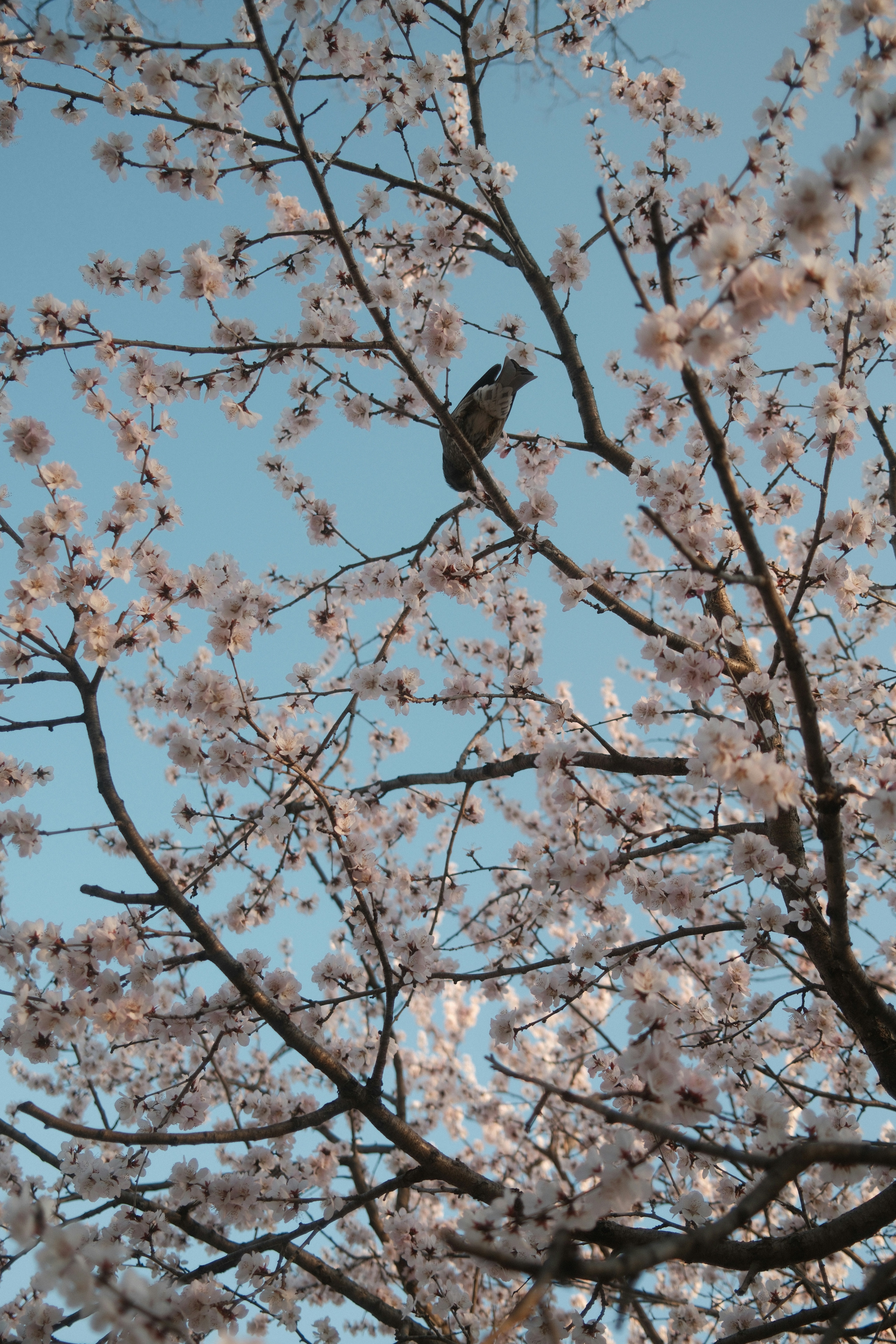 A bird perches on a flowering cherry blossom tree branch.