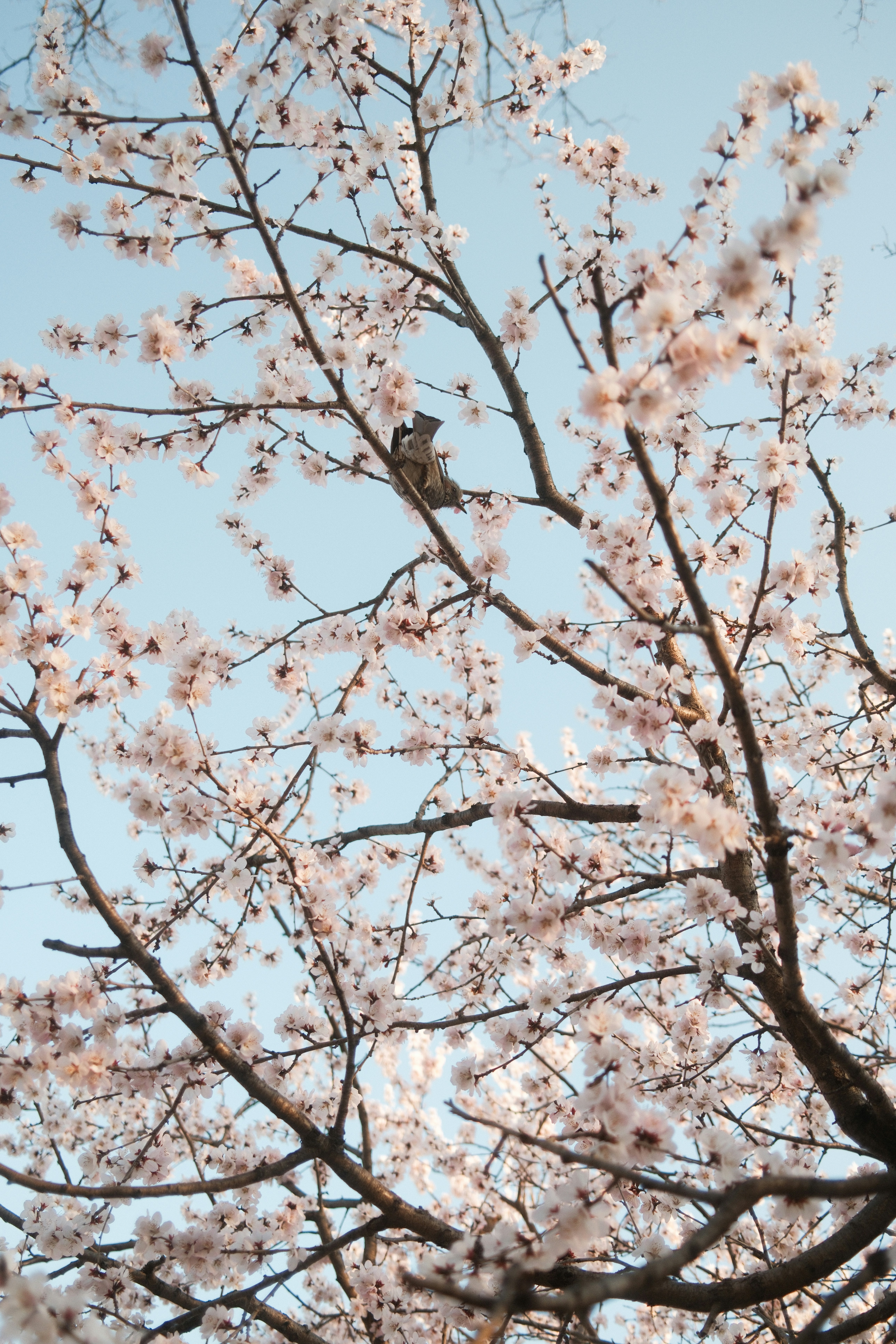 Photo by nihthu