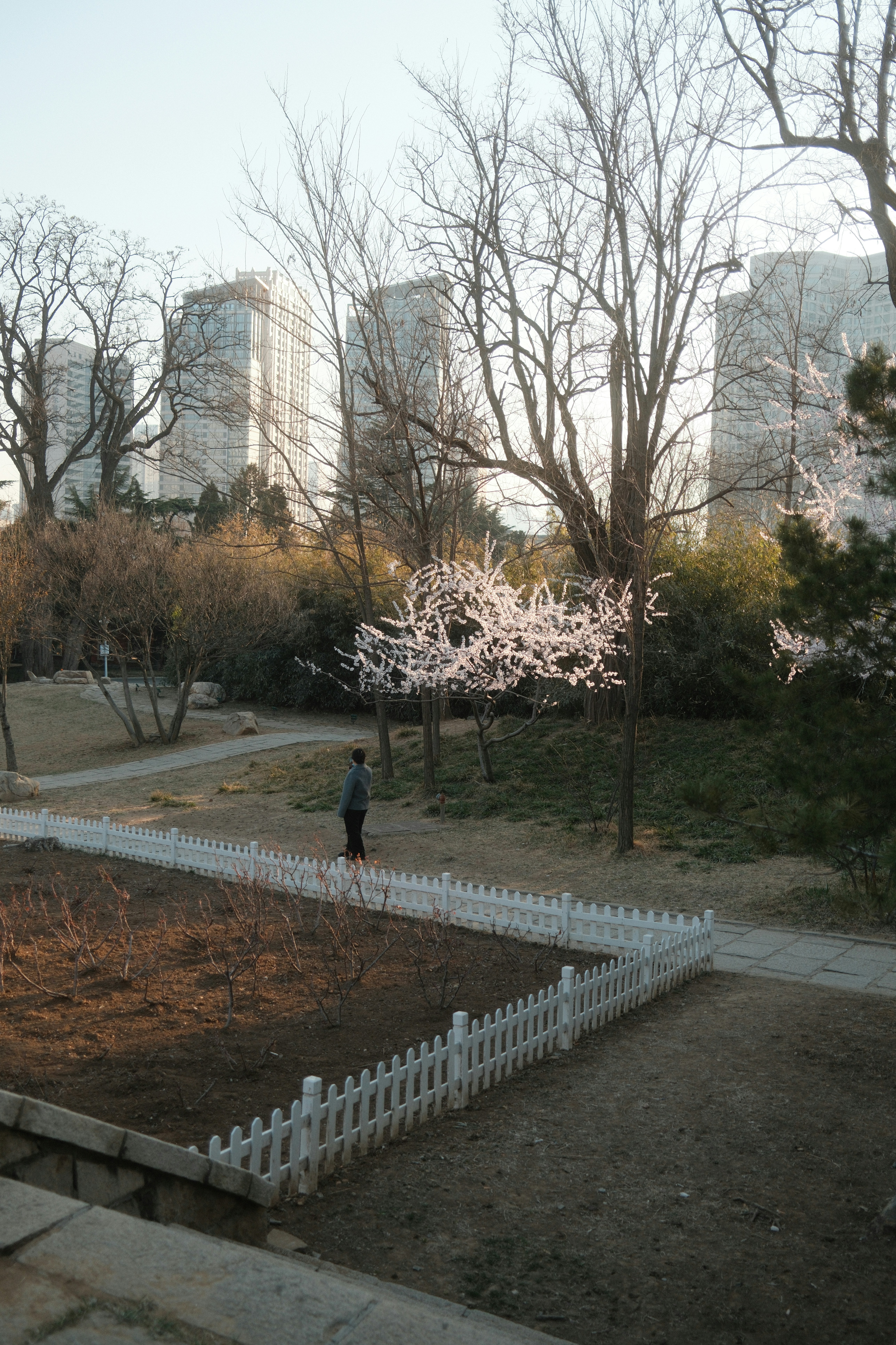 Person standing in park with trees and buildings.