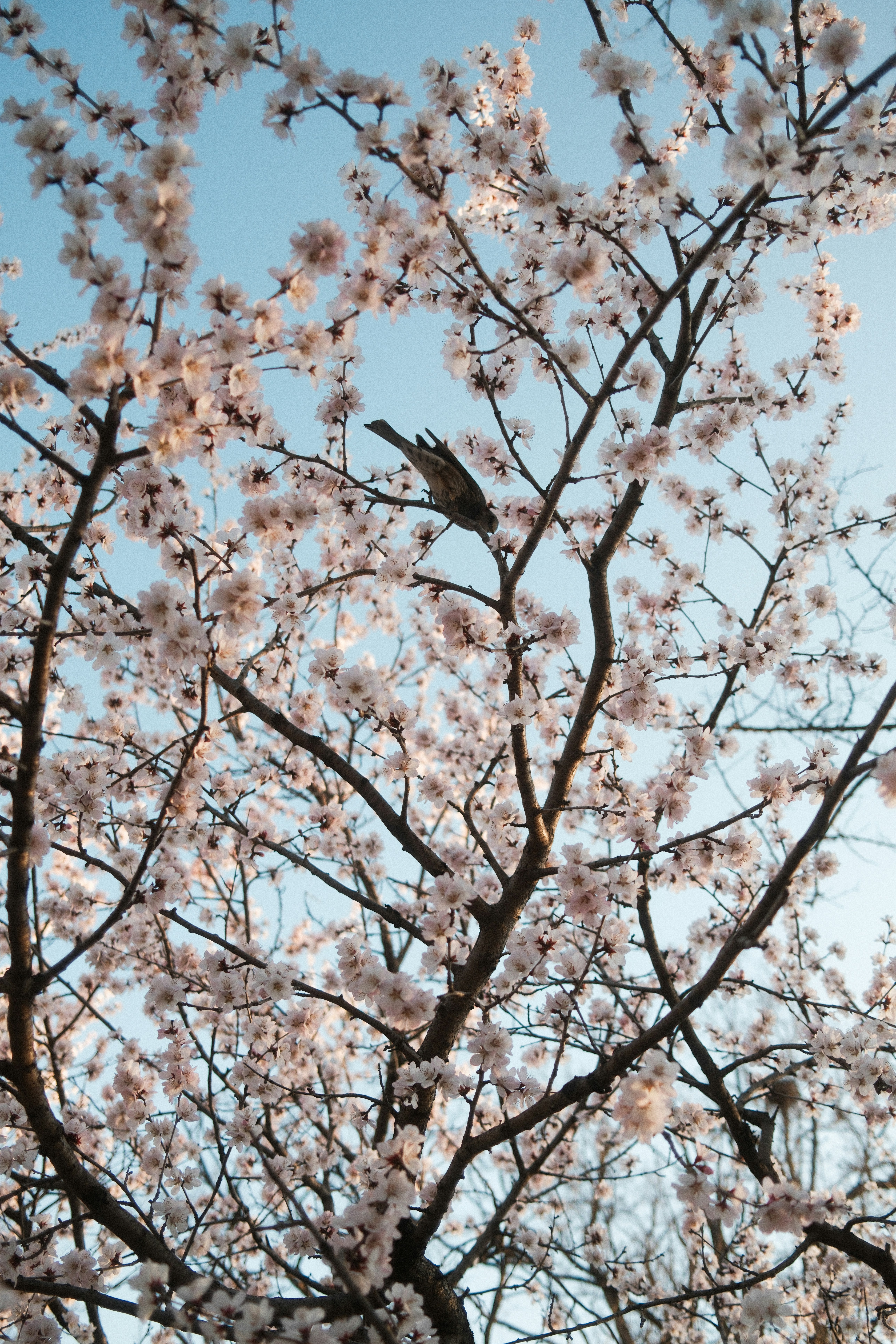 A bird perched on a flowering tree branch.