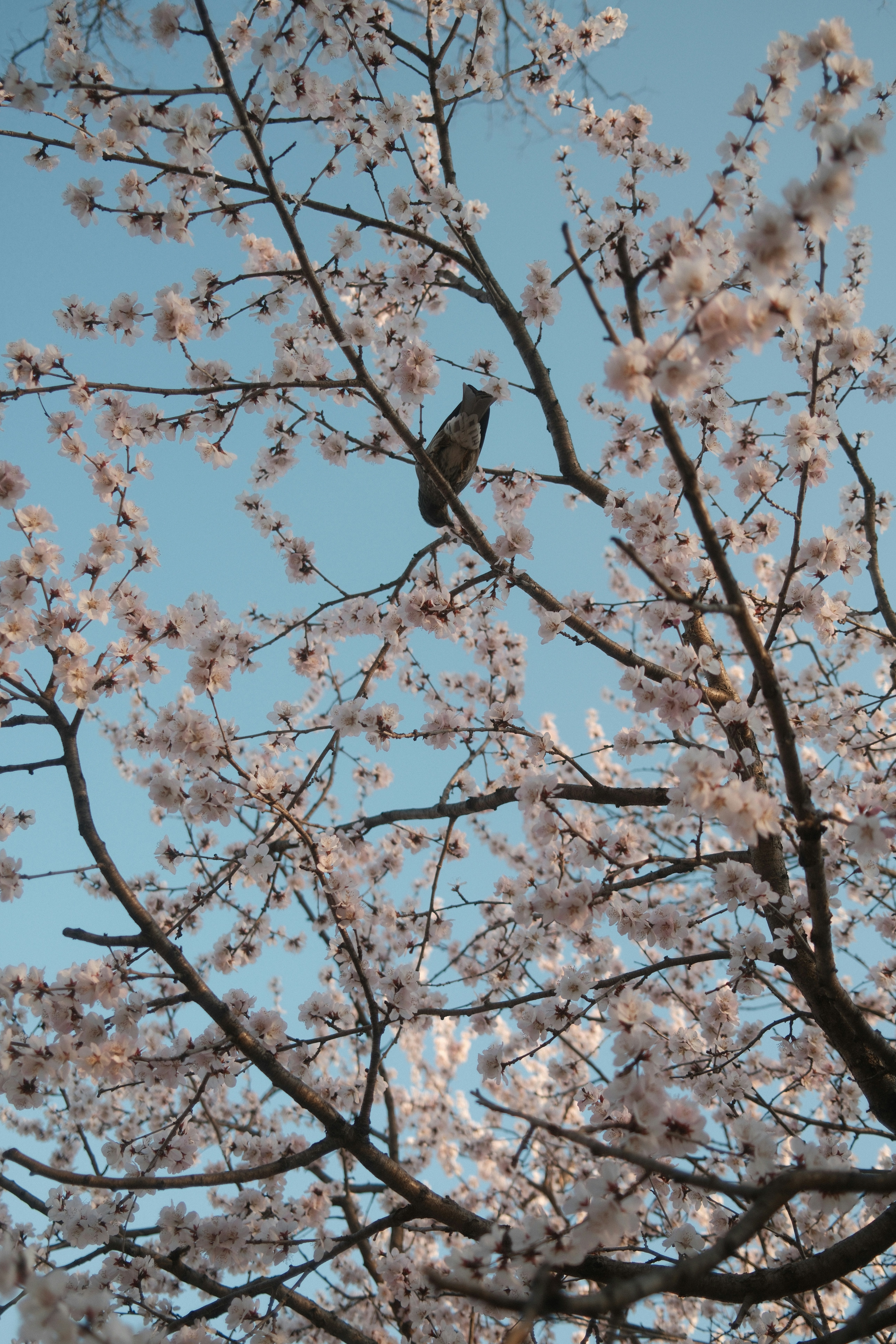 Photo by nihthu