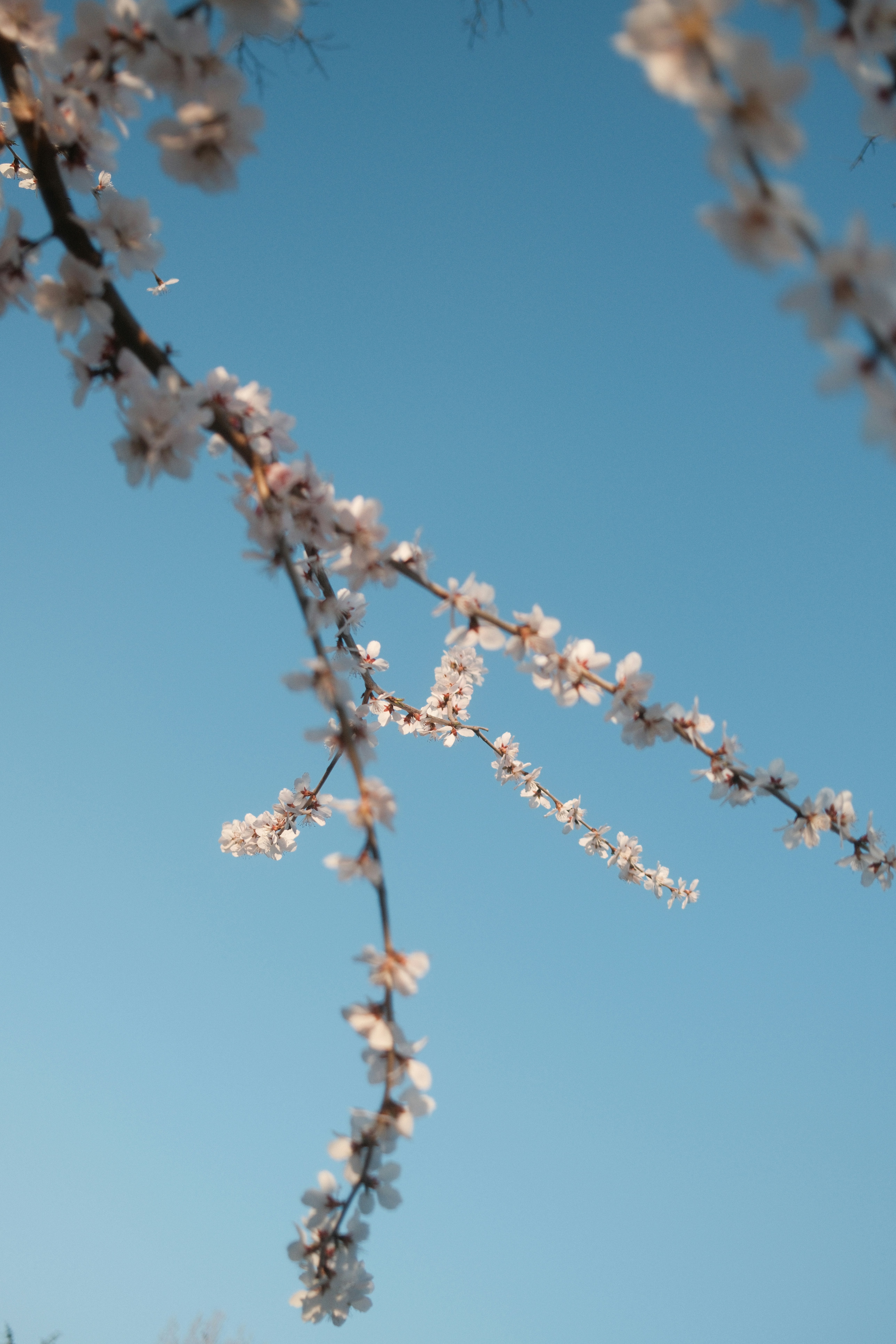 Photo by nihthu