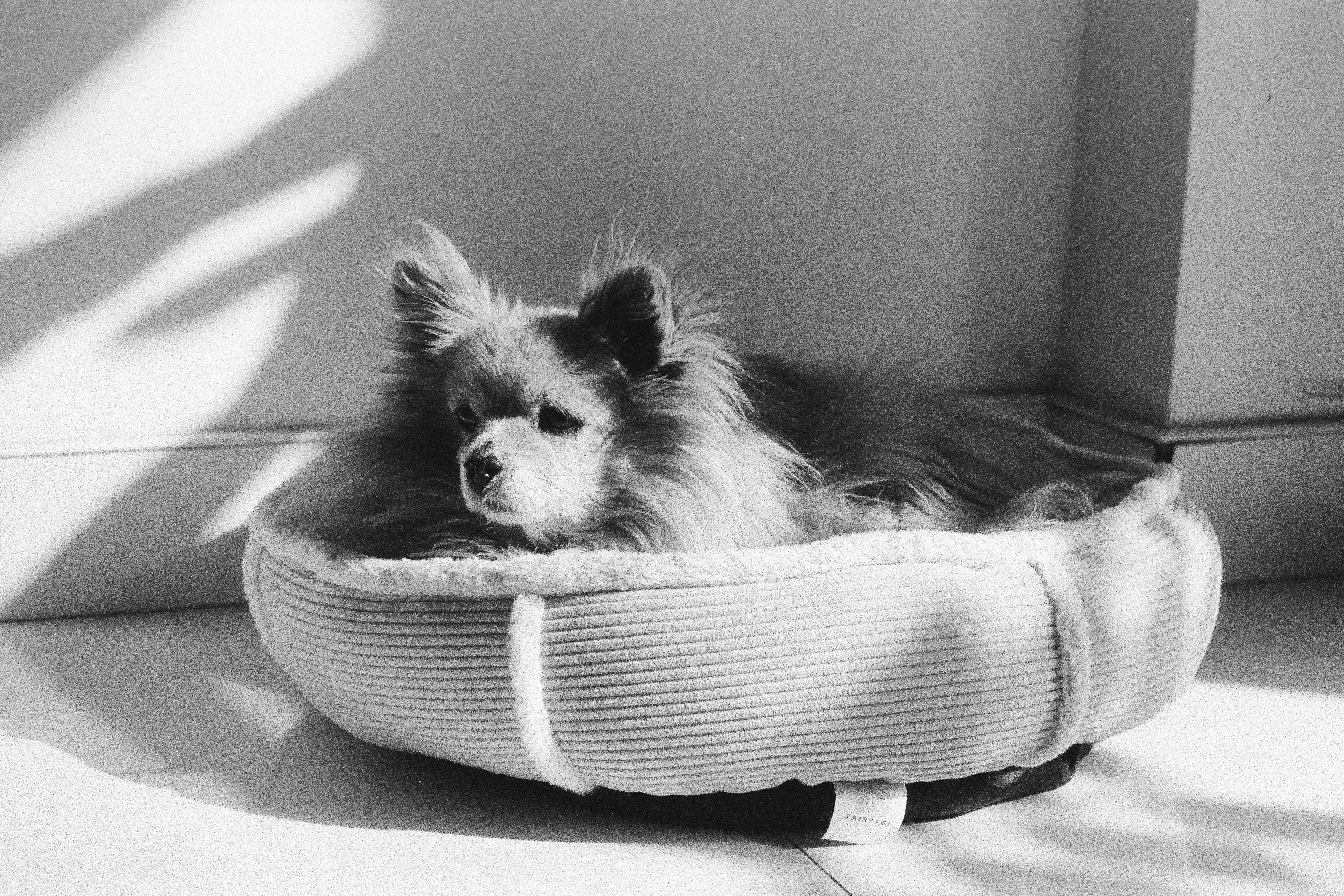 Un perro peludo descansa en una cama redonda.