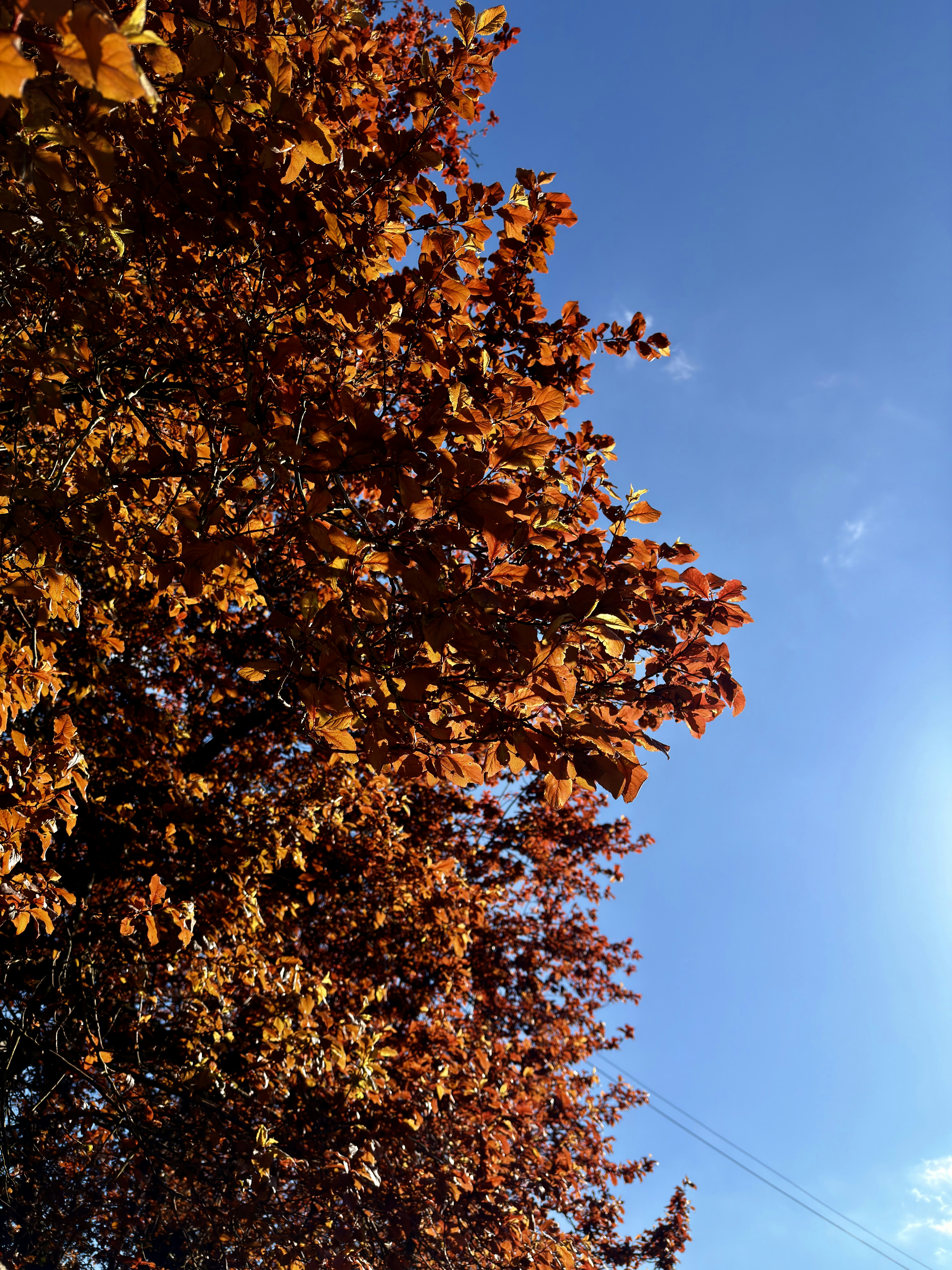 Autumn leaves against a clear blue sky