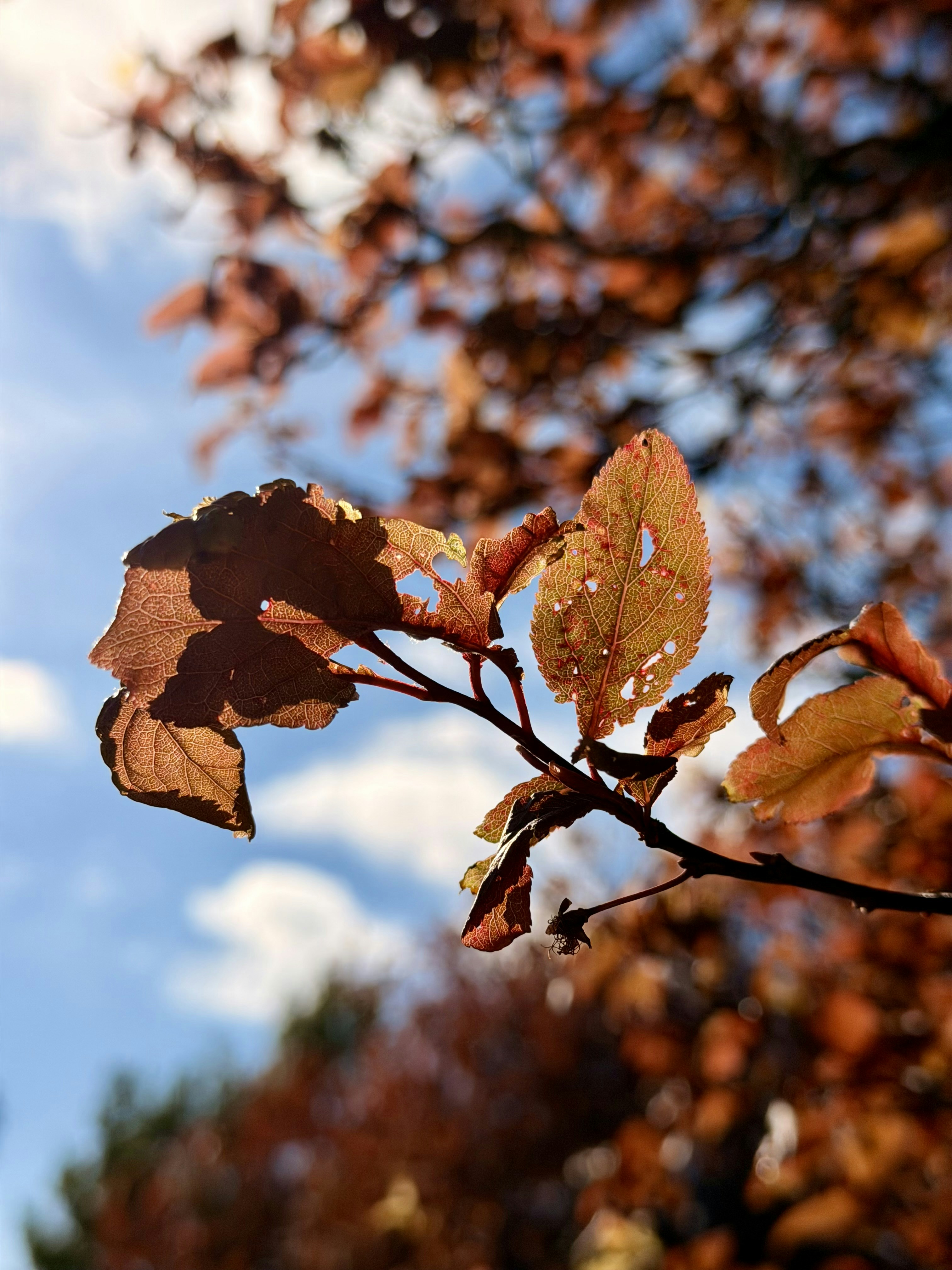 Autumn leaves against a bright blue sky