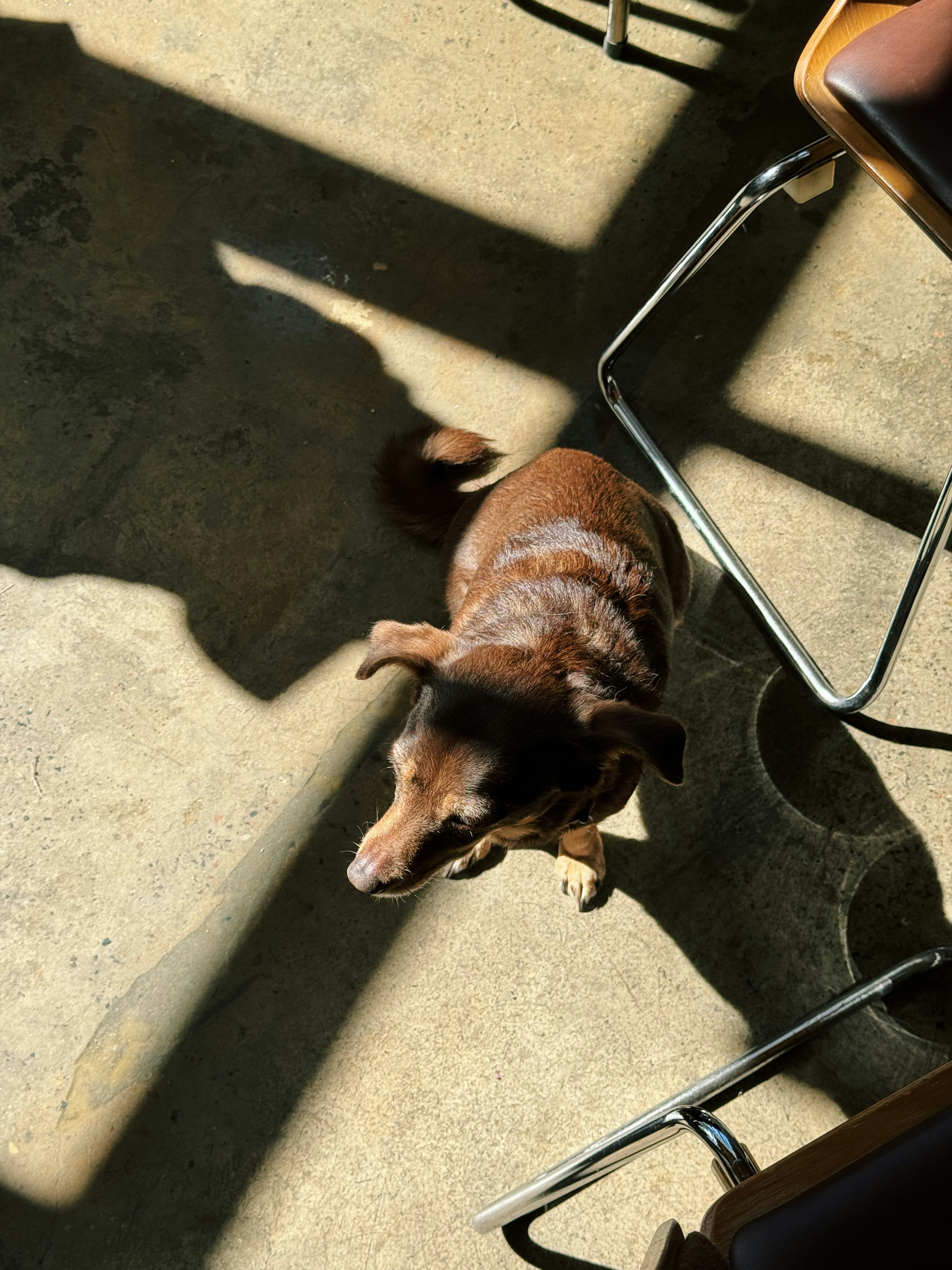 Un cane marrone è seduto su un pavimento di cemento.