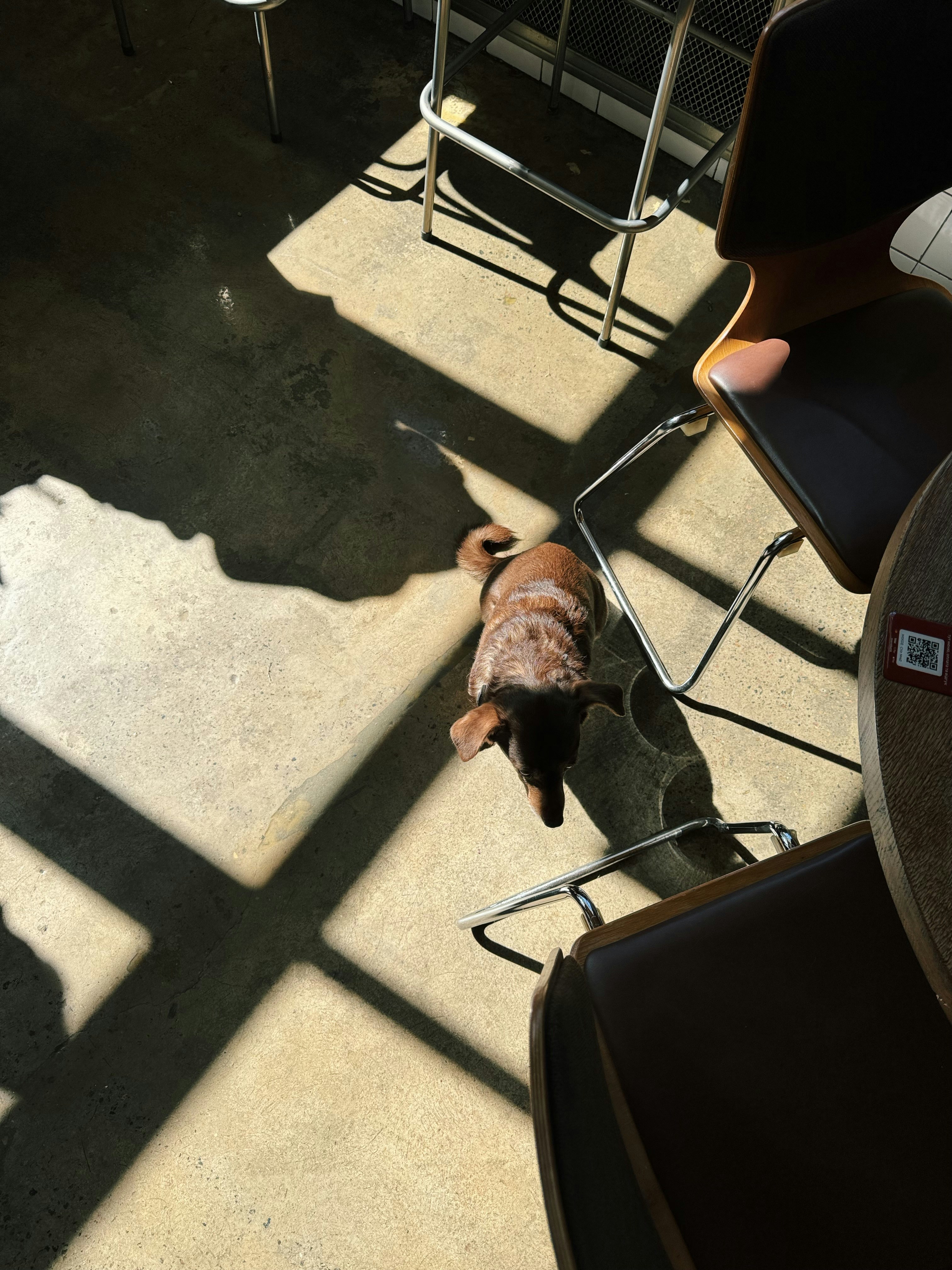 Un piccolo cane siede su un pavimento illuminato dal sole.