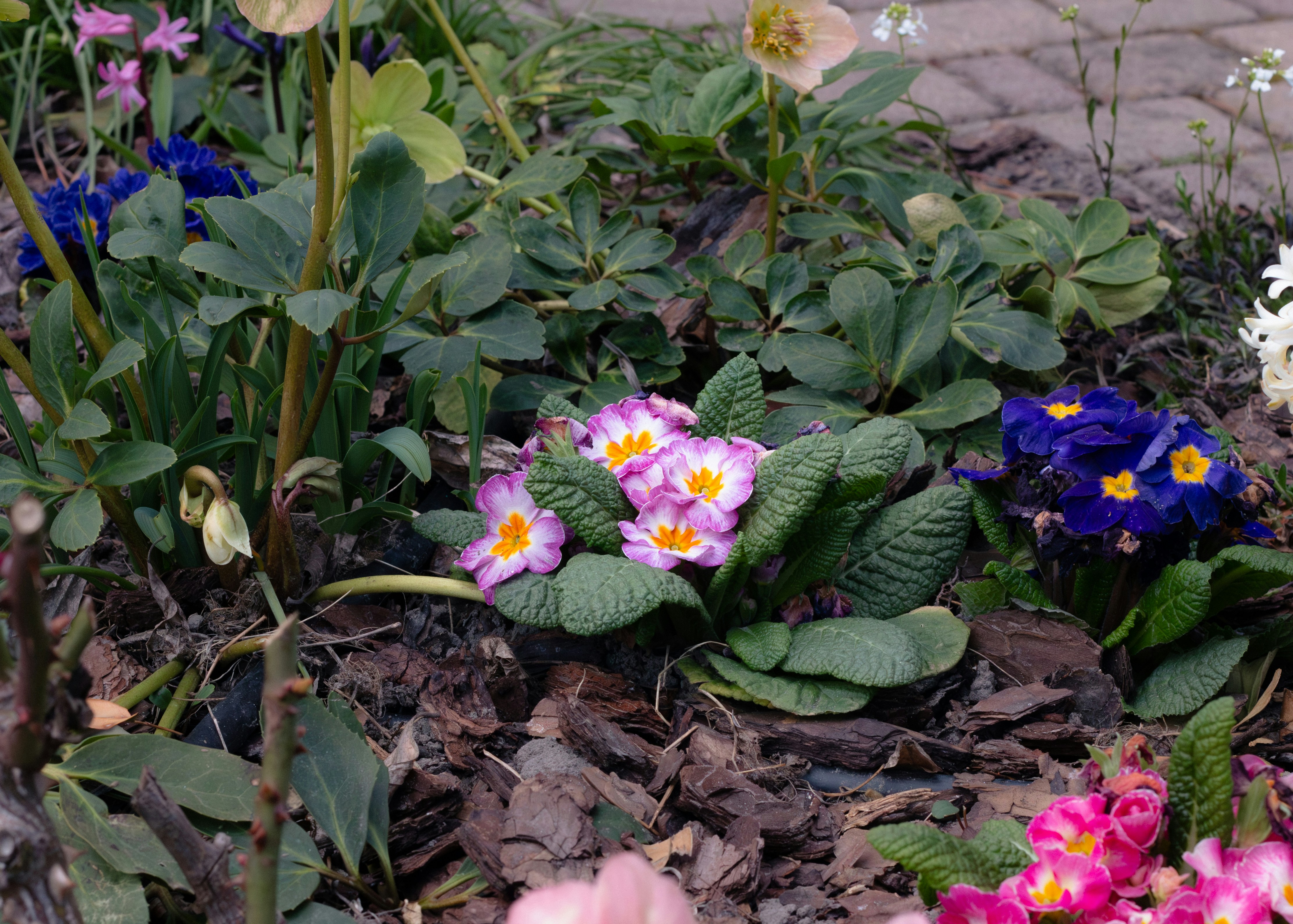 Bunte Blumenvielfalt im Gartenbeet