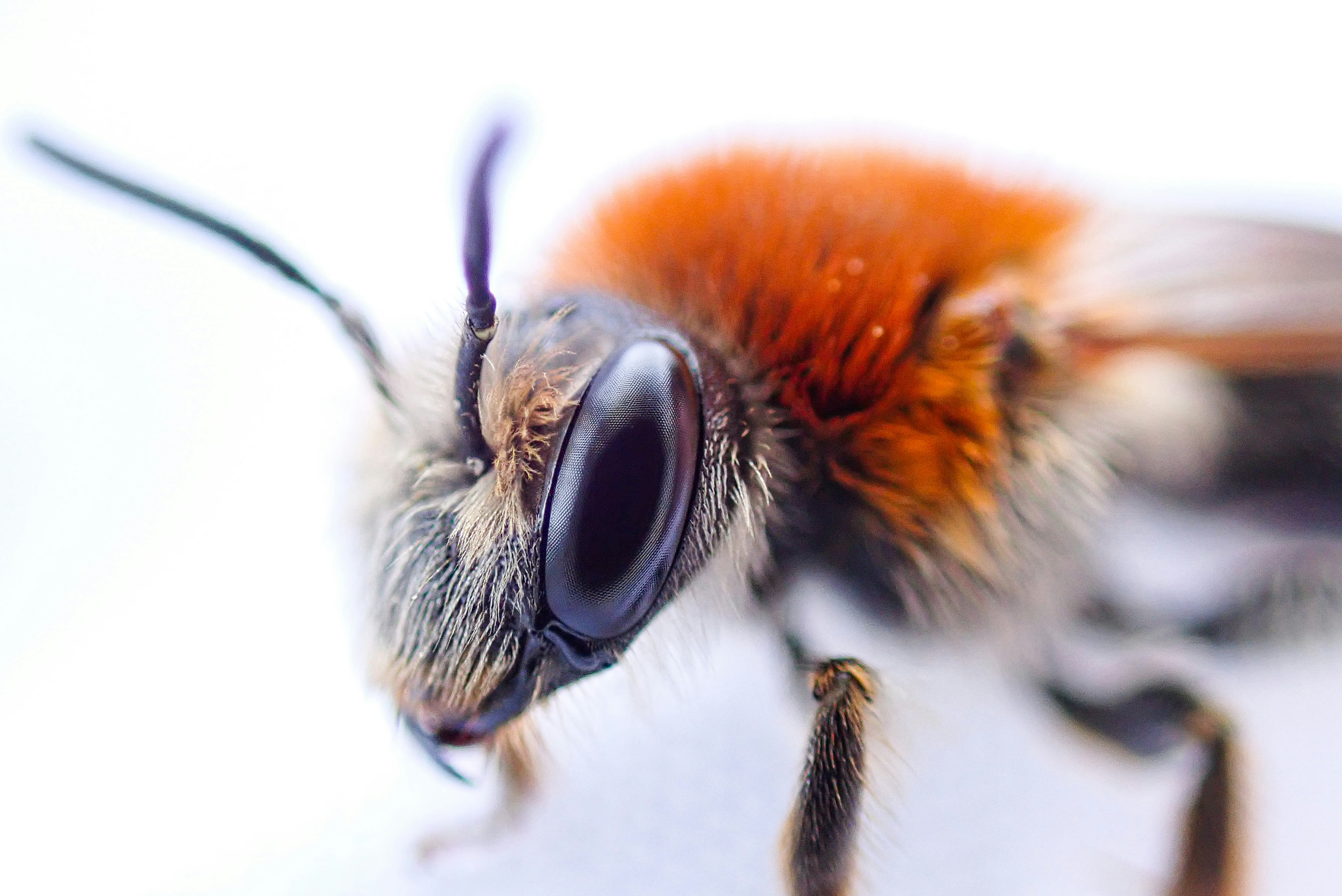 Close-up of a fuzzy bee with large eyes.