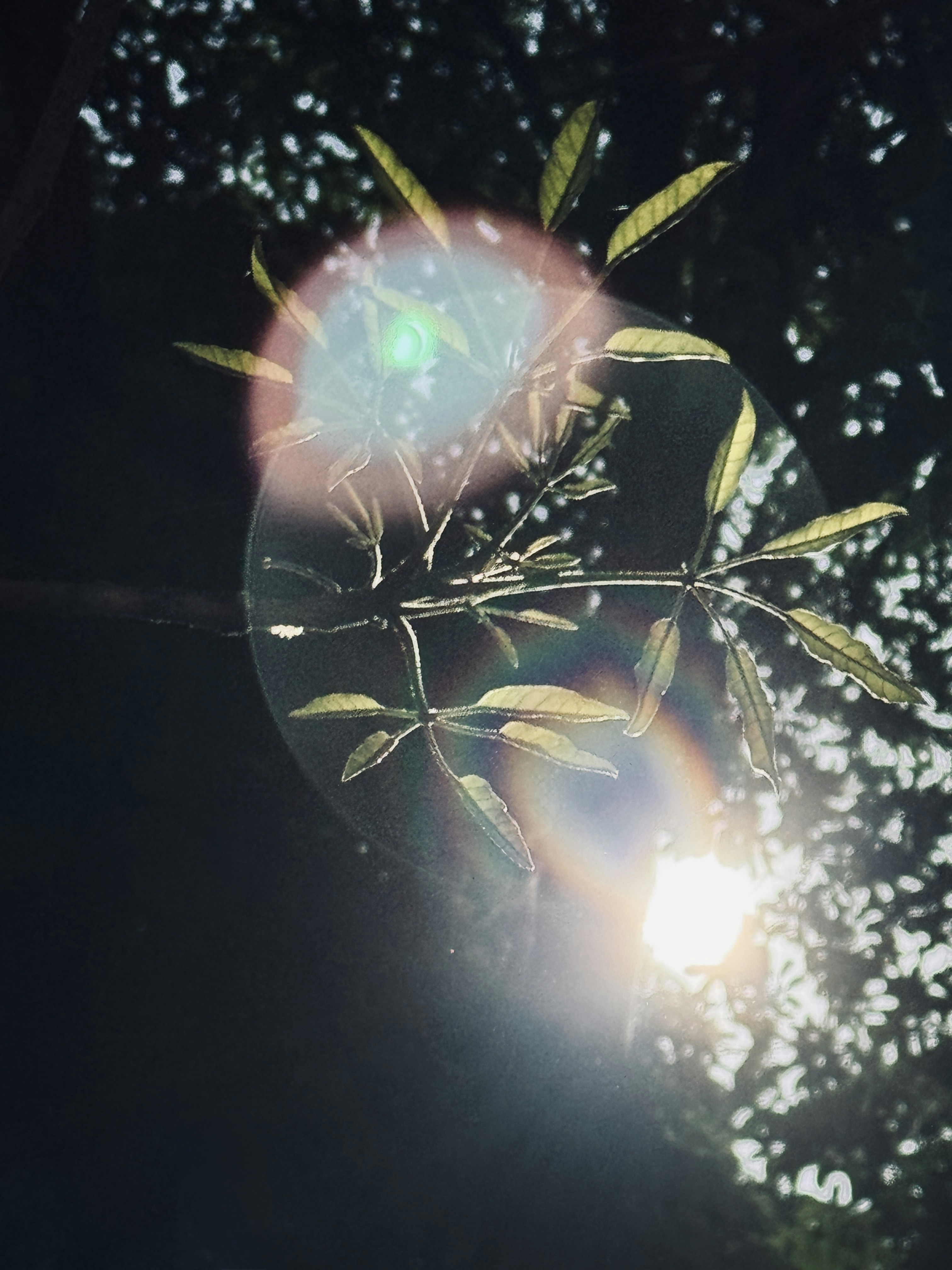 Luz do sol entrando pelas folhas com reflexo de lente.