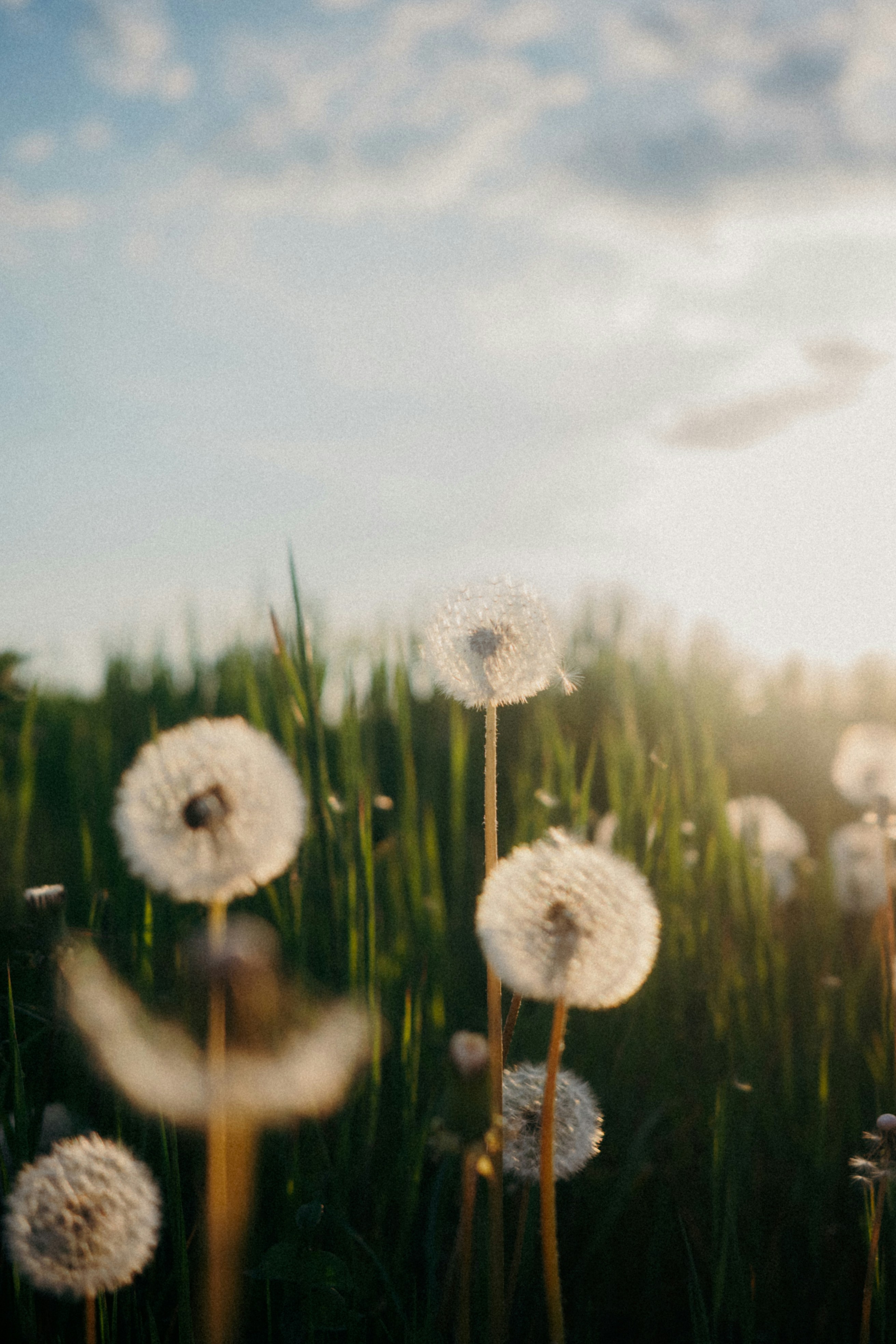 Dandelions in a field with soft sunlight.