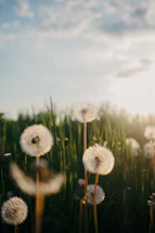 Dandelions in a field with soft sunlight