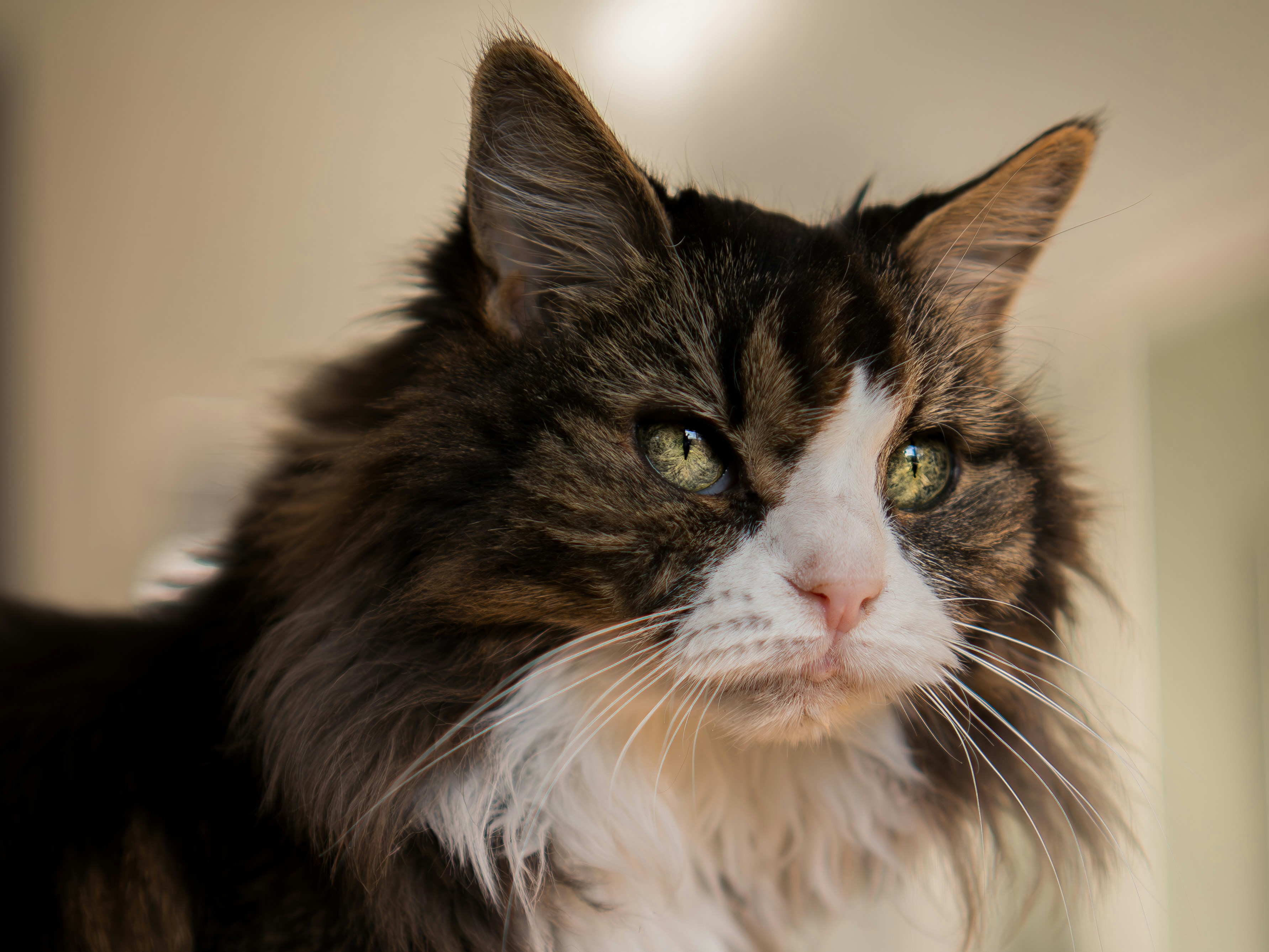 Eine flauschige, langhaarige Katze mit grünen Augen schaut aufmerksam hin.