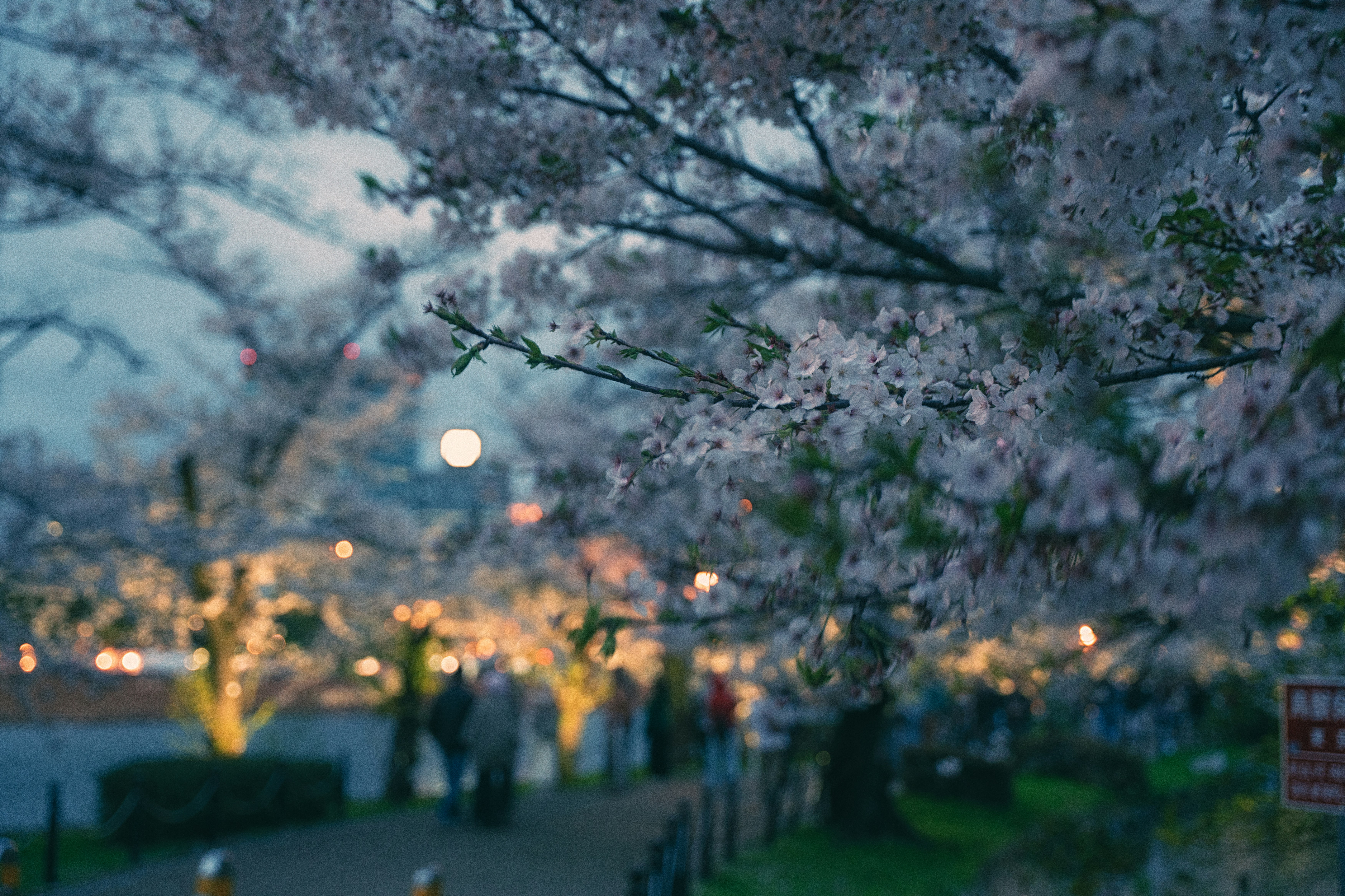 桜の花が道沿いに輝くライトが並んでいる。