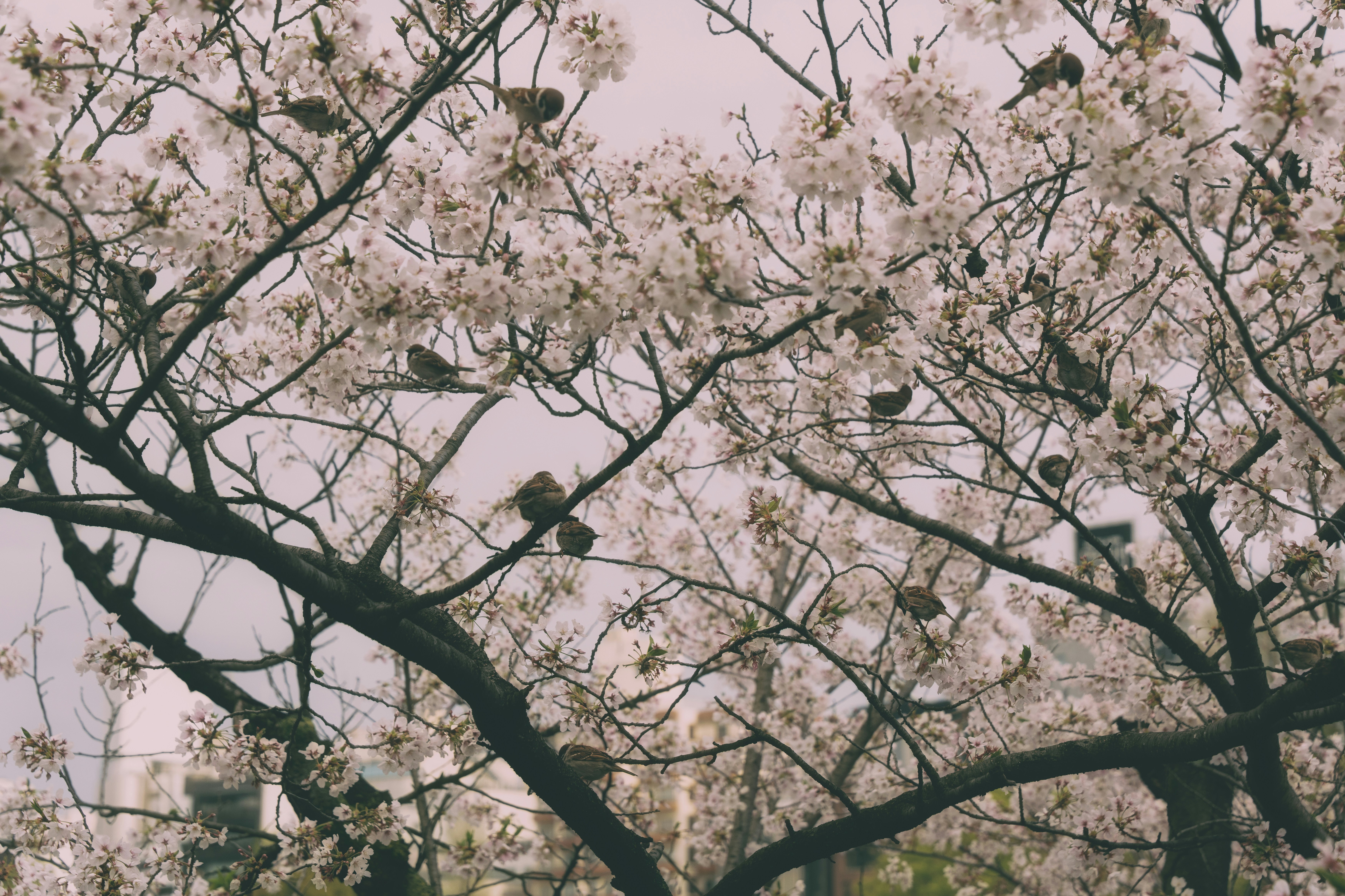 咲き誇る桜の枝に止まる鳥たち。
