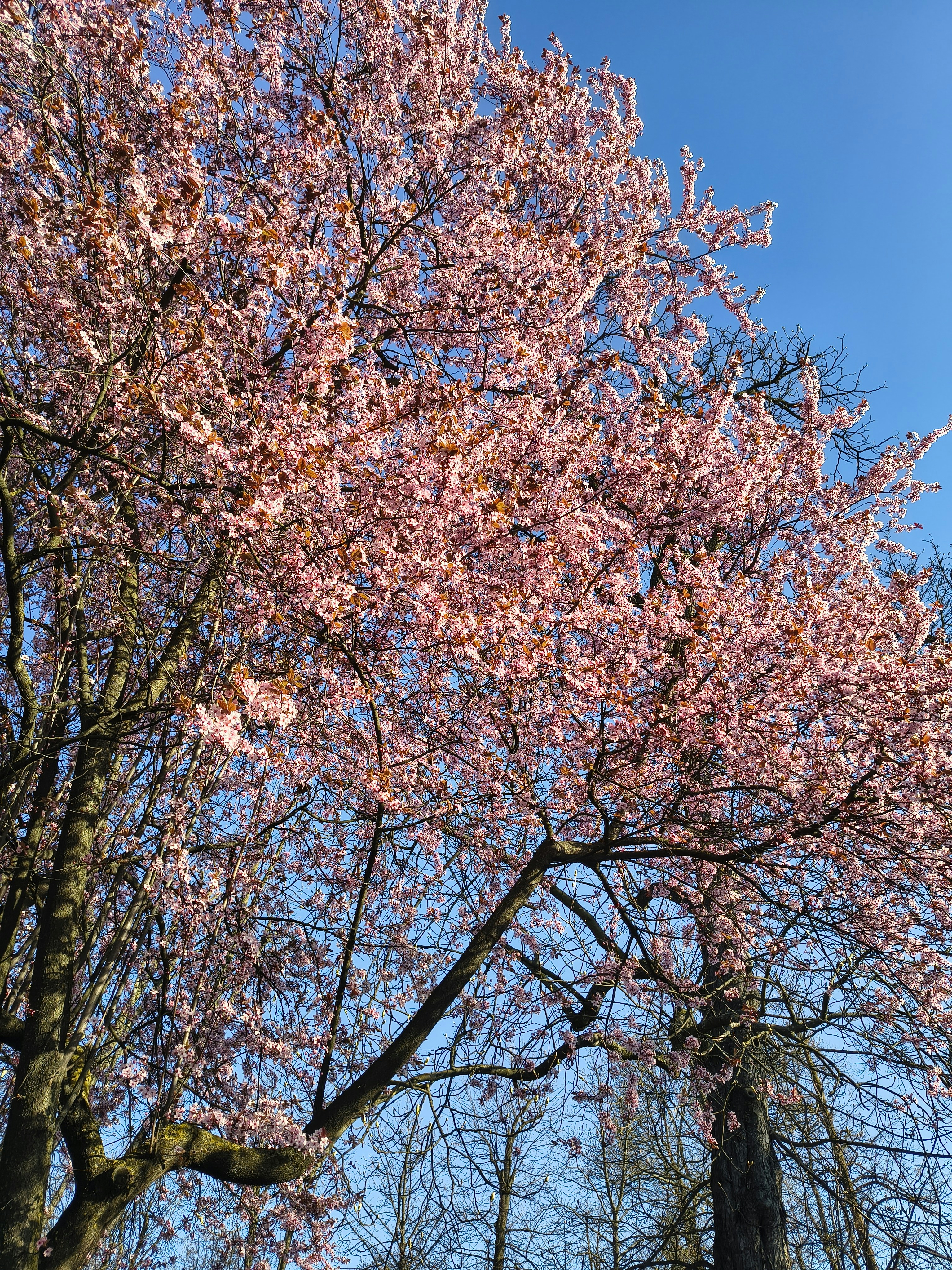 Ein blühender Kirschblütenbaum vor einem klaren blauen Himmel.