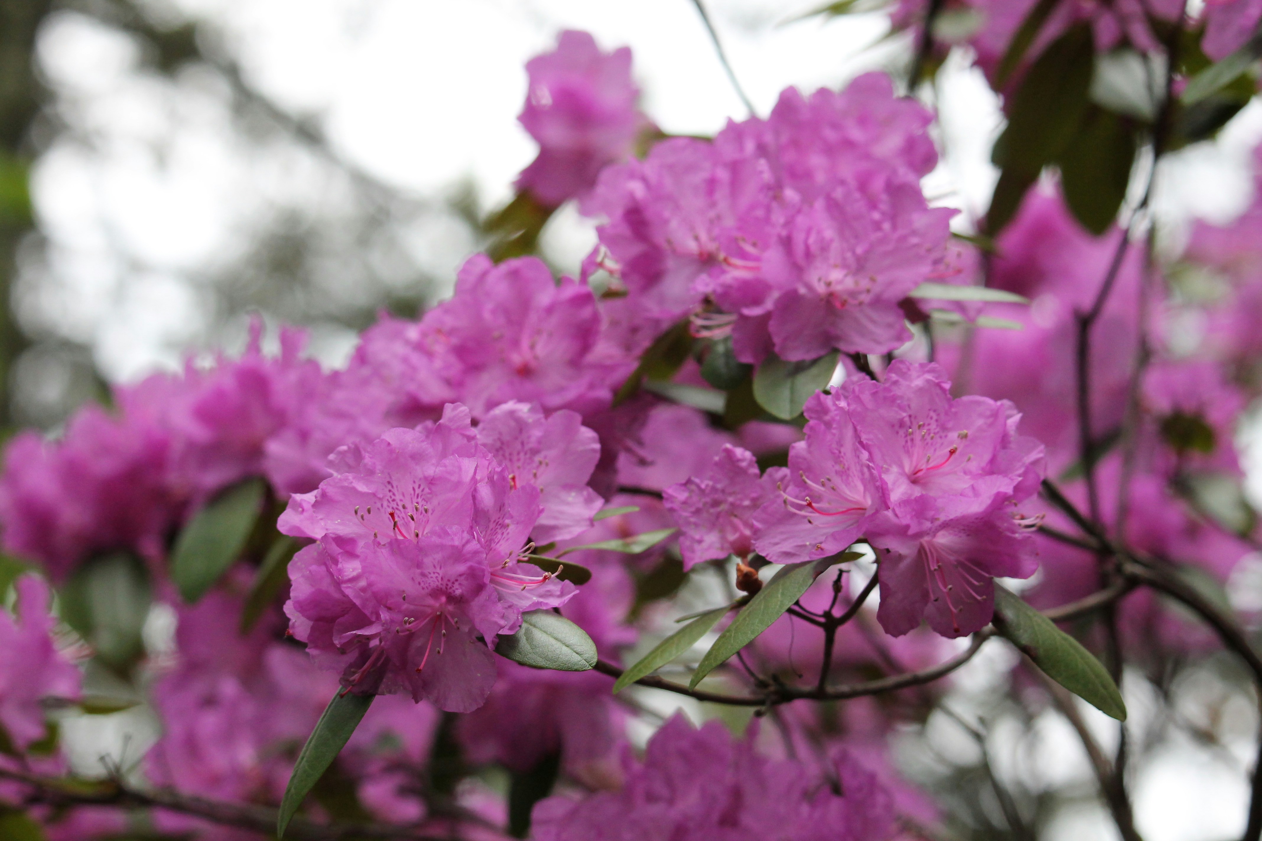 Close-up of vibrant pink rhododendron flowers blooming outdoors.