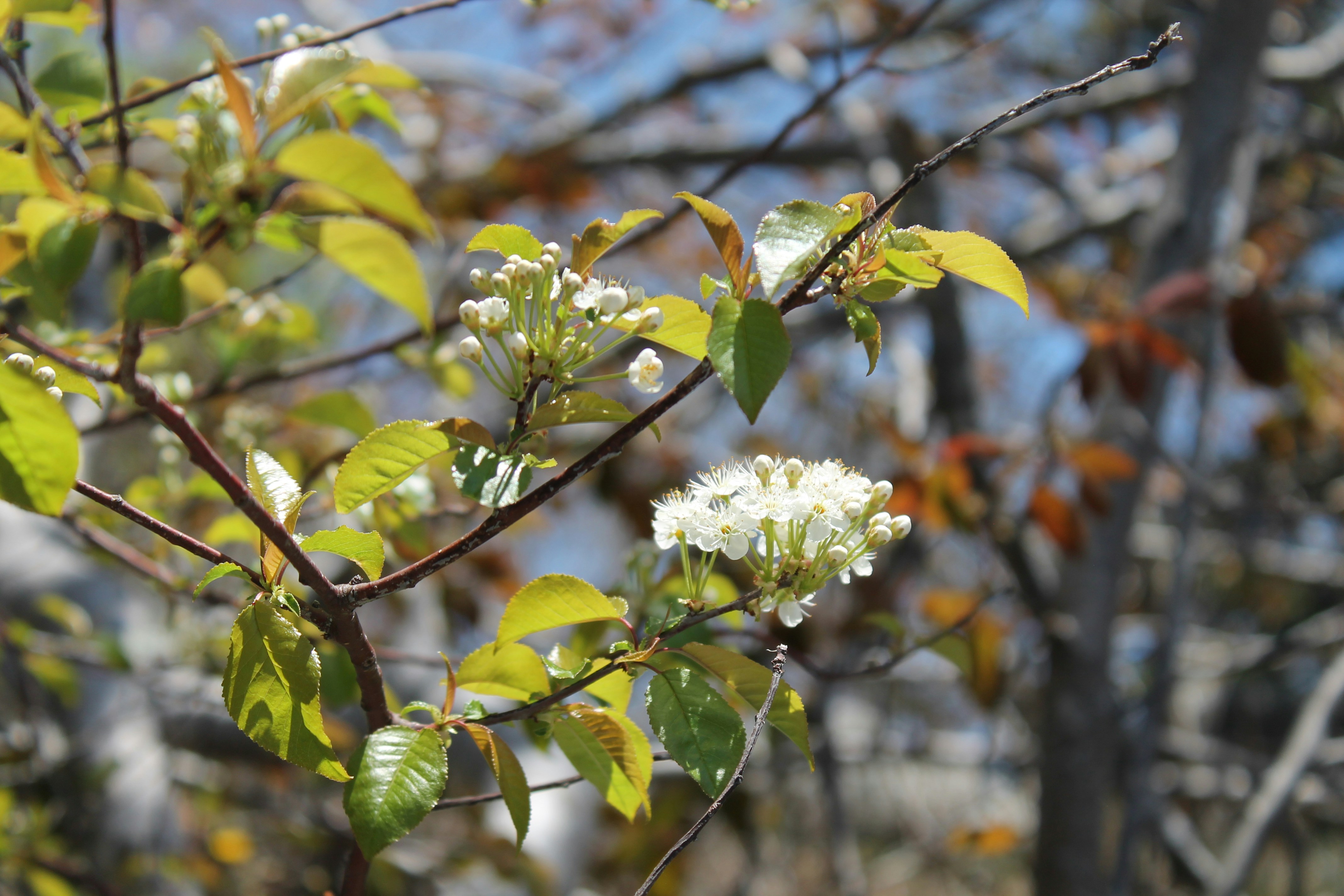 Delicate white blossoms on a tree branch
