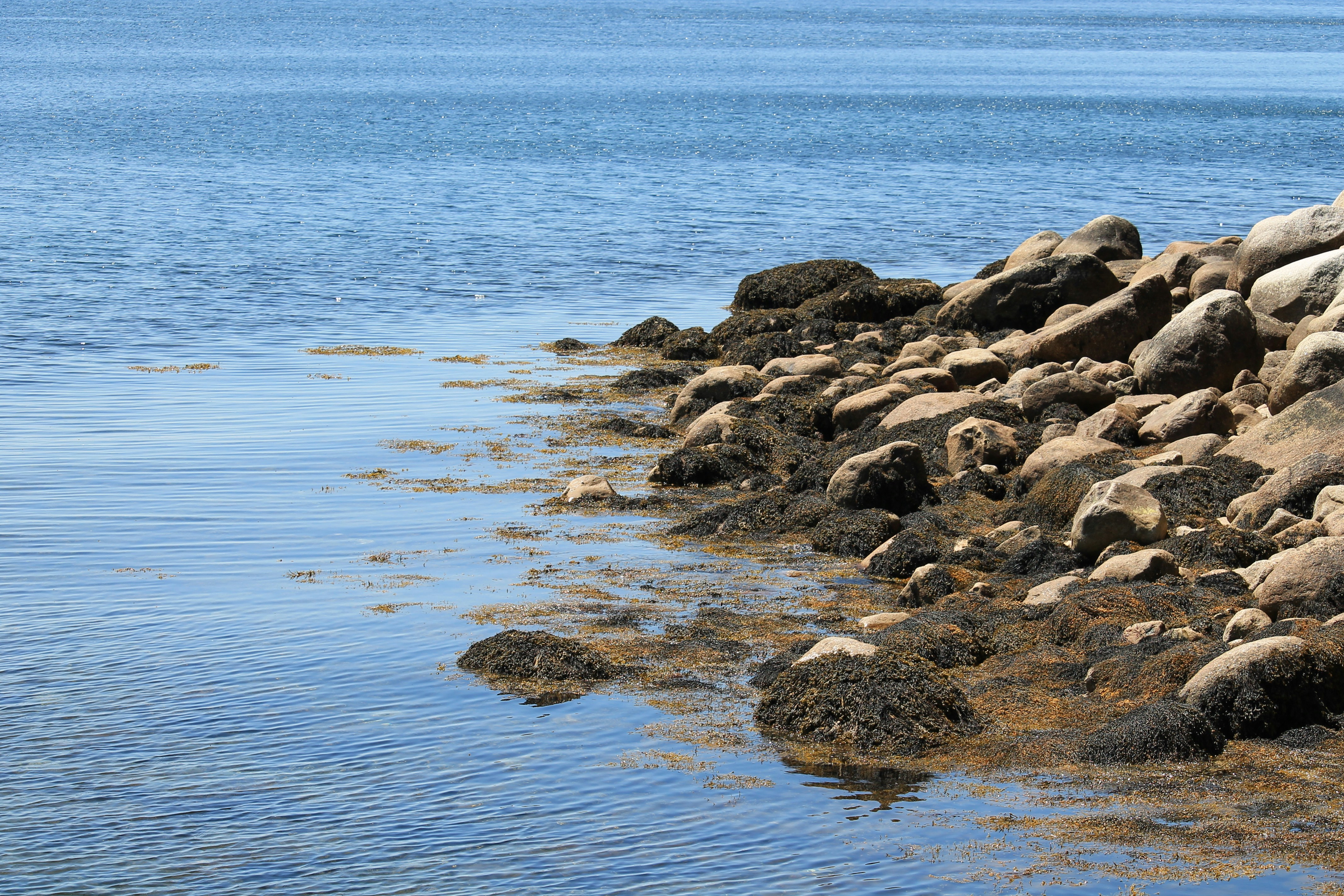 Rocky shoreline meeting calm blue water with seaweed