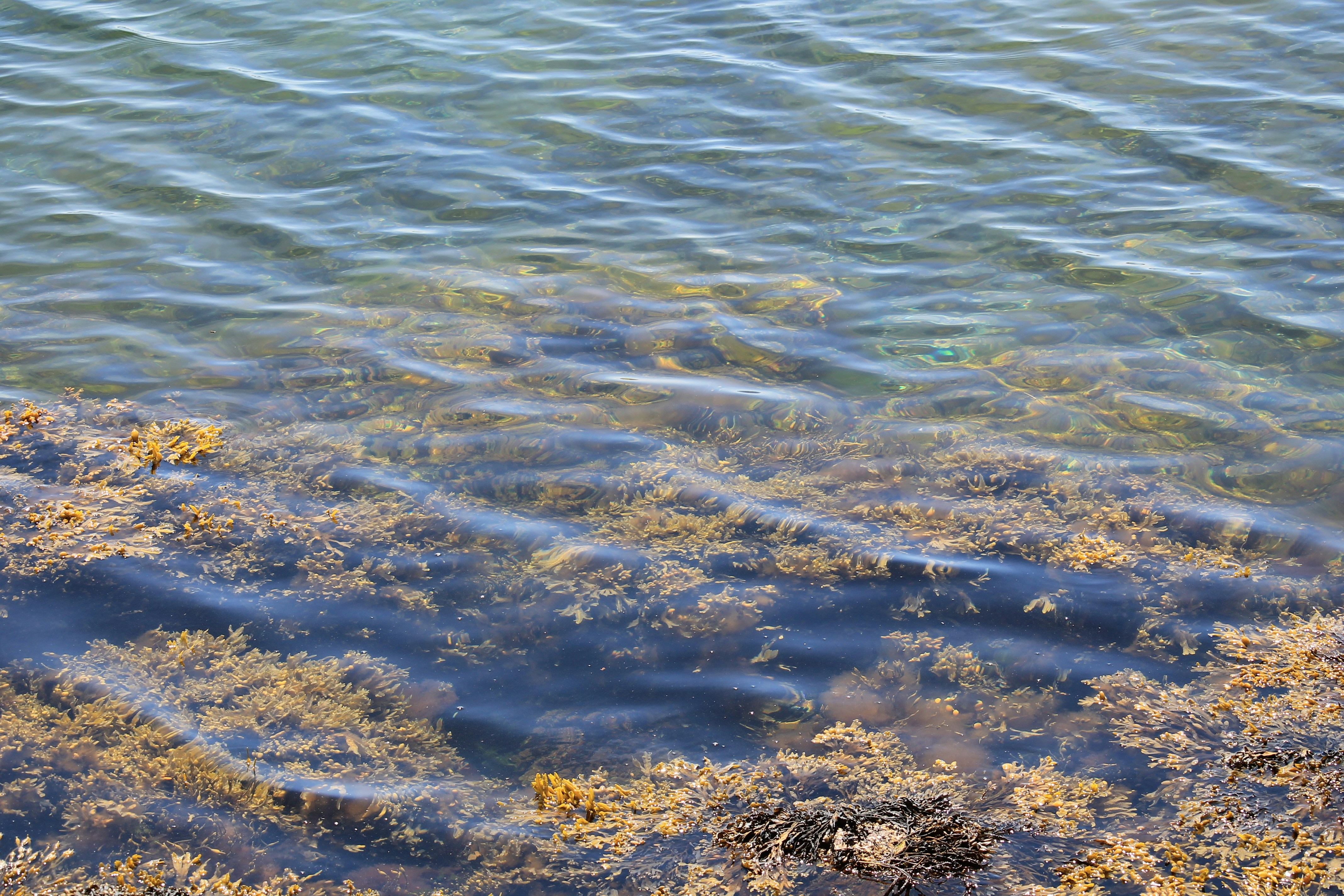 Clear ocean water over seaweed and rocks