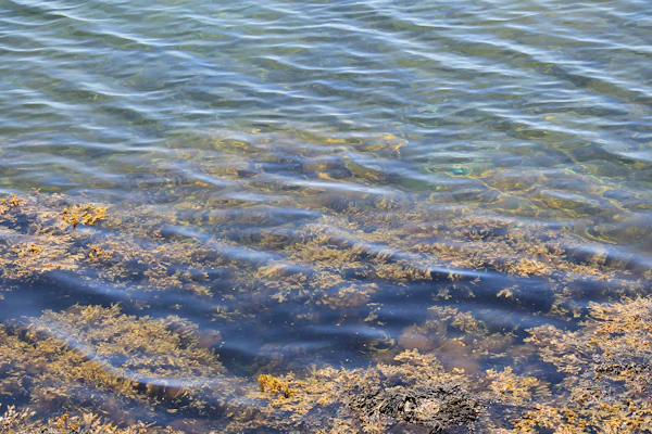 Clear ocean water over seaweed and rocks — Sargasso Sea North Atlantic