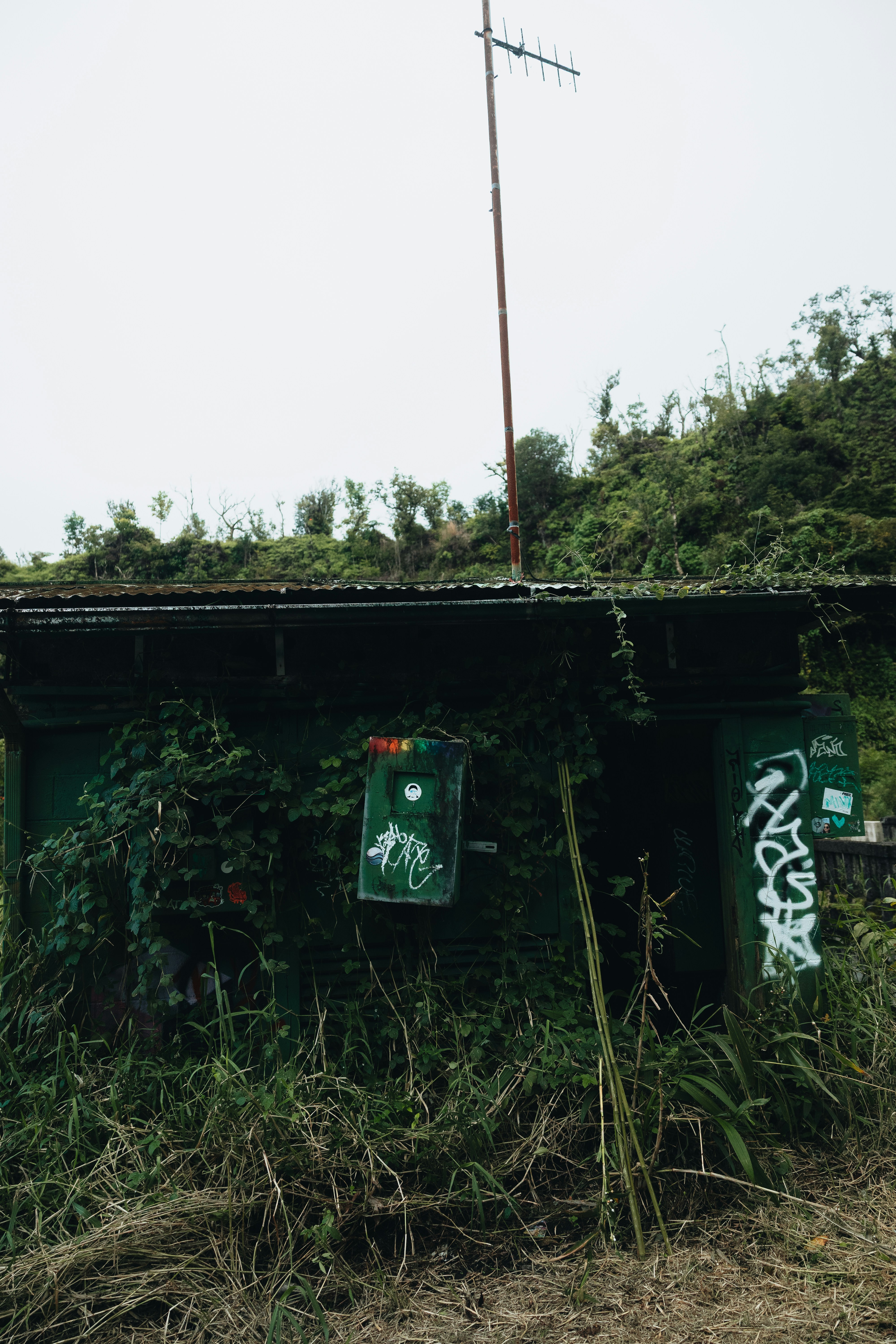 Abandoned green shack covered in vines and graffiti