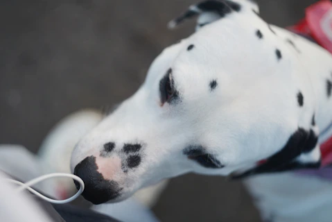 A close-up of a dalmatian dog's head
