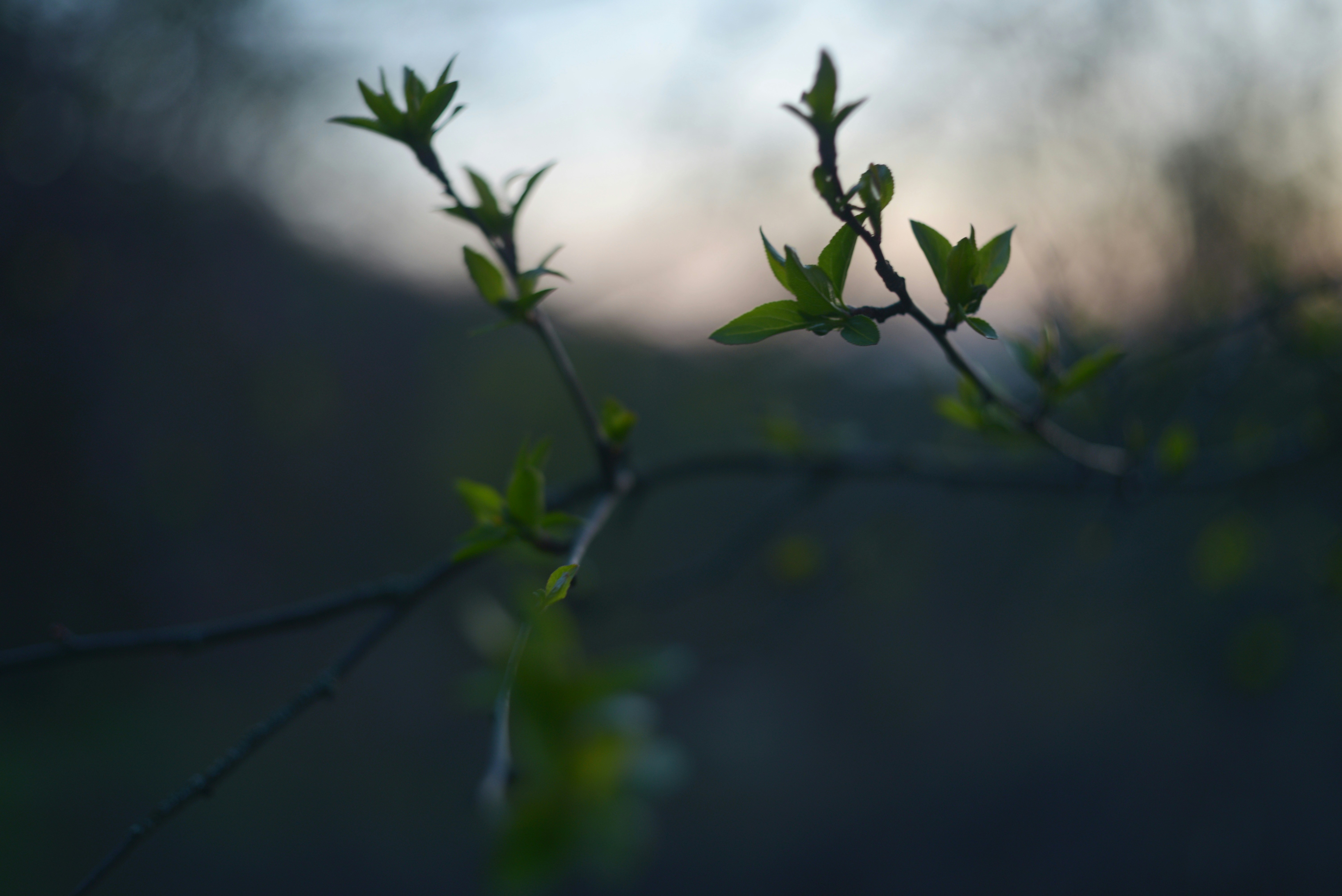 Photo by cherstve_pechivo