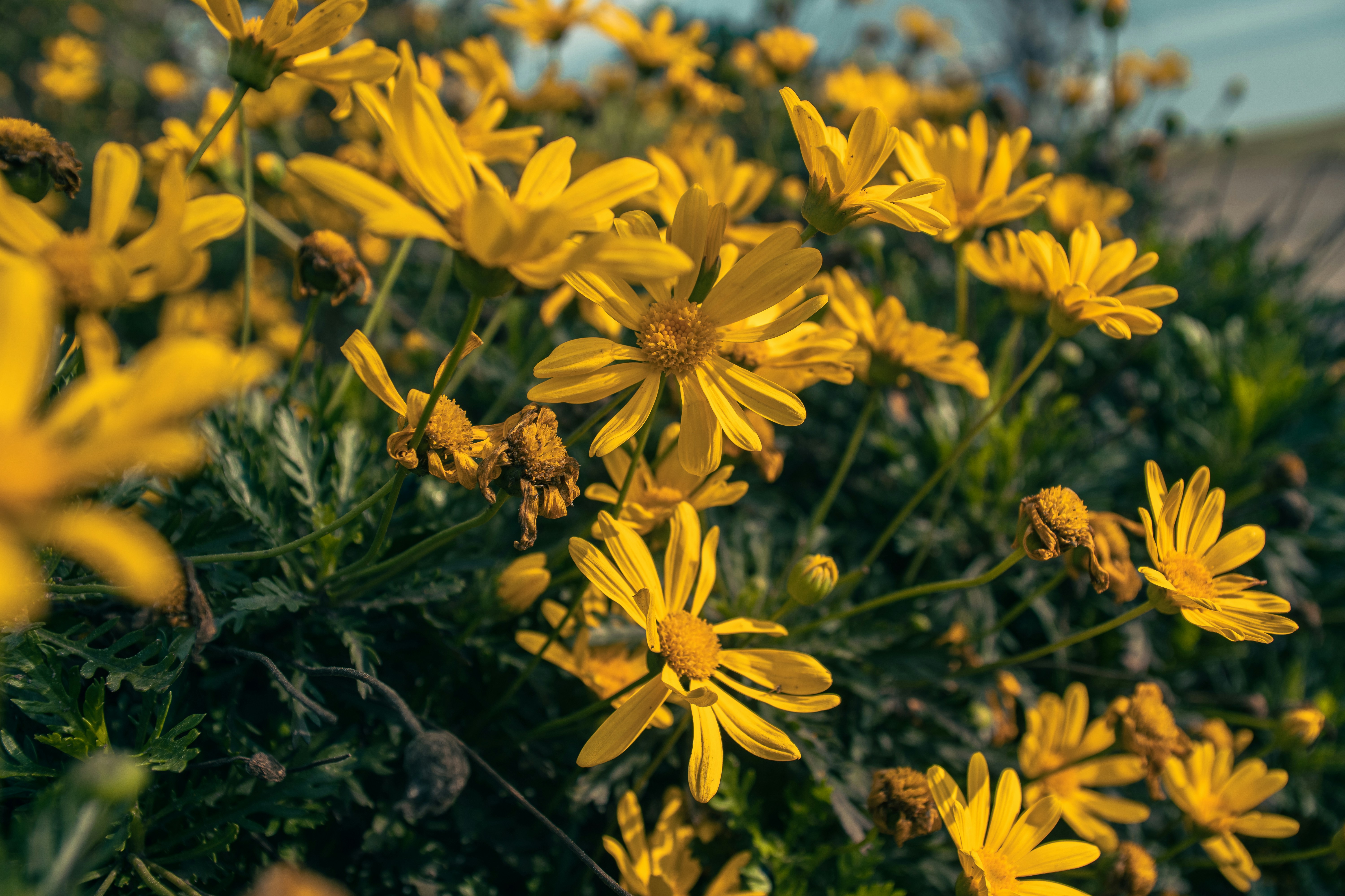 Photo by gchease