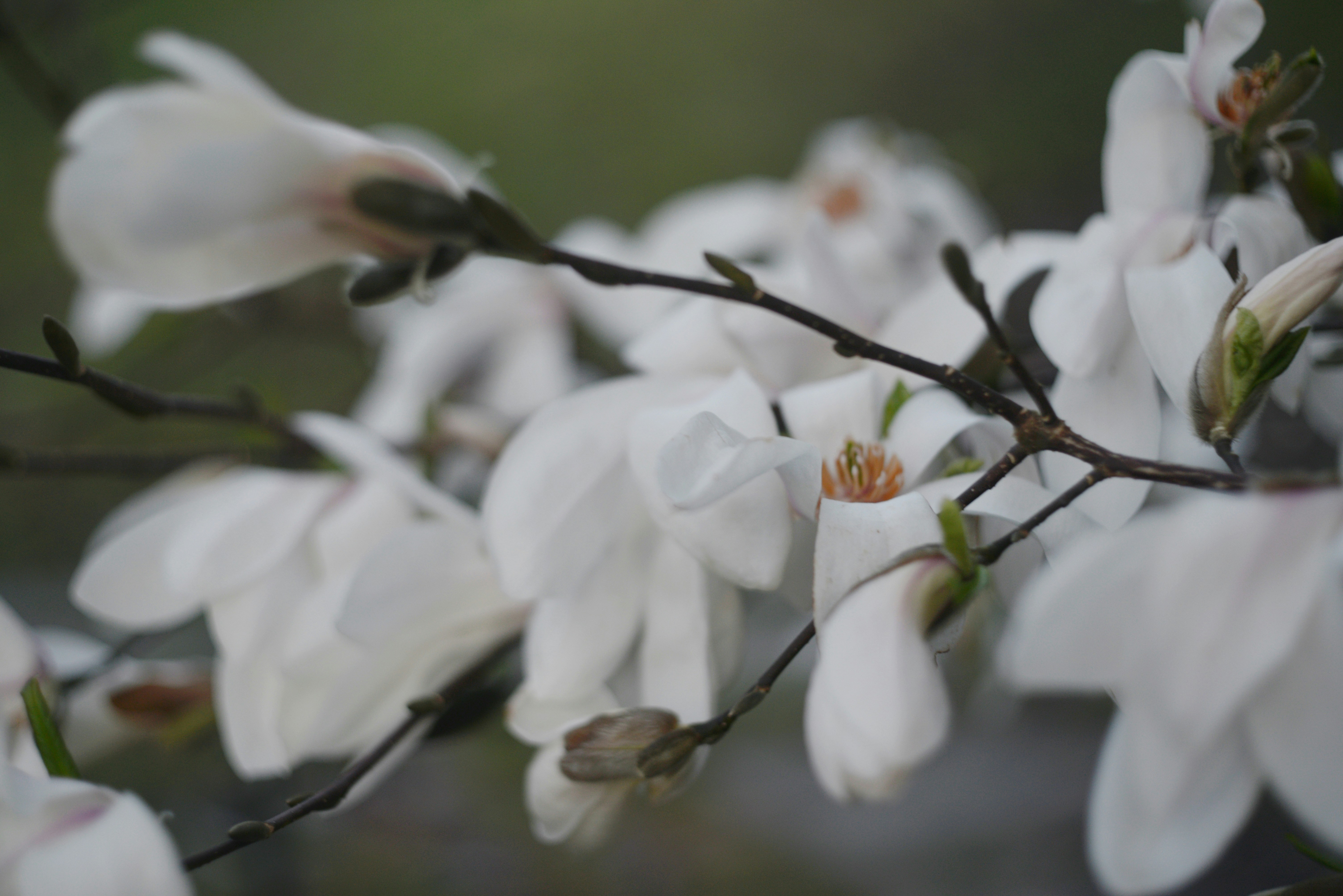 Photo by cherstve_pechivo