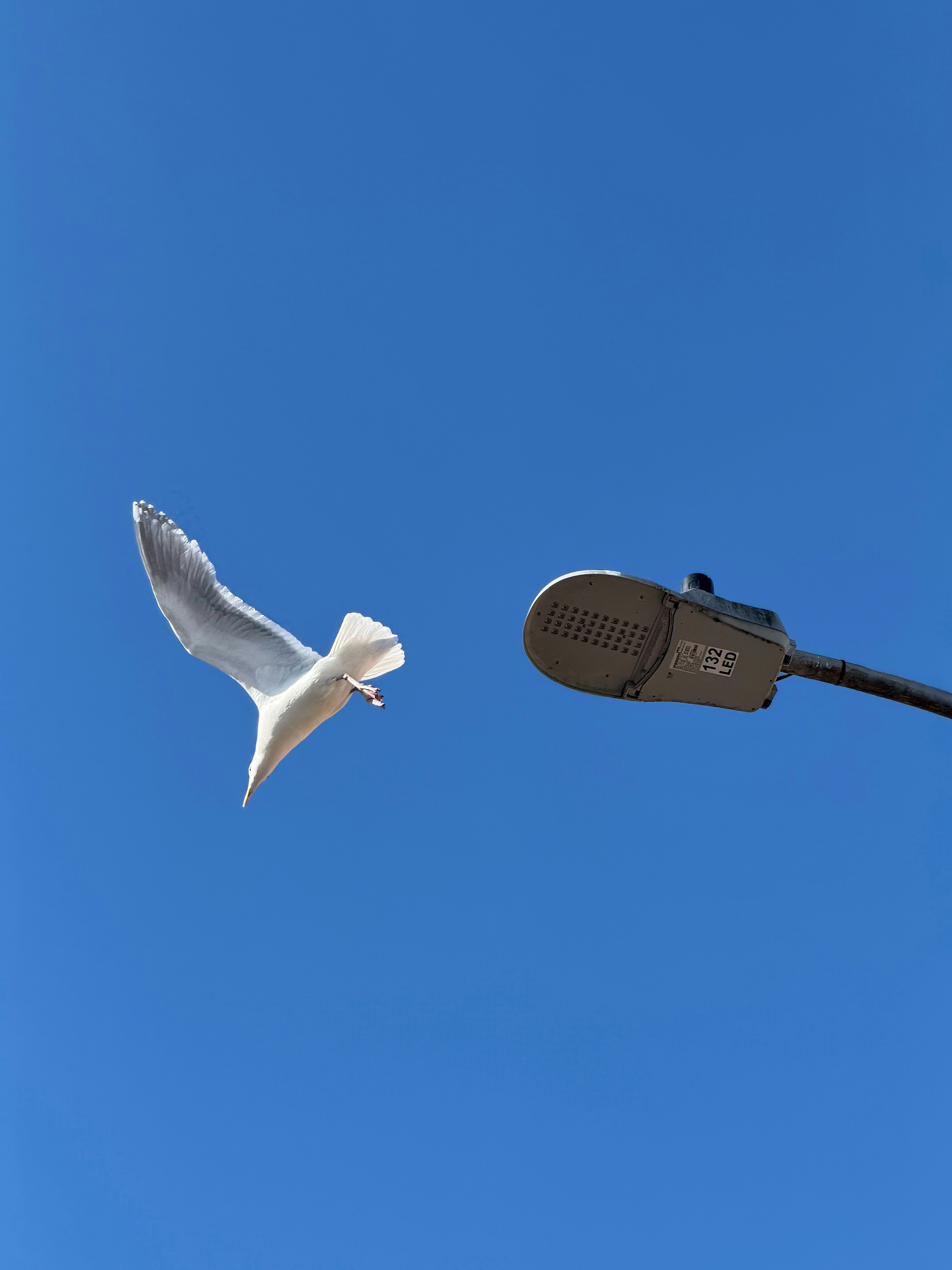 Seekor burung camar terbang di dekat lampu jalan