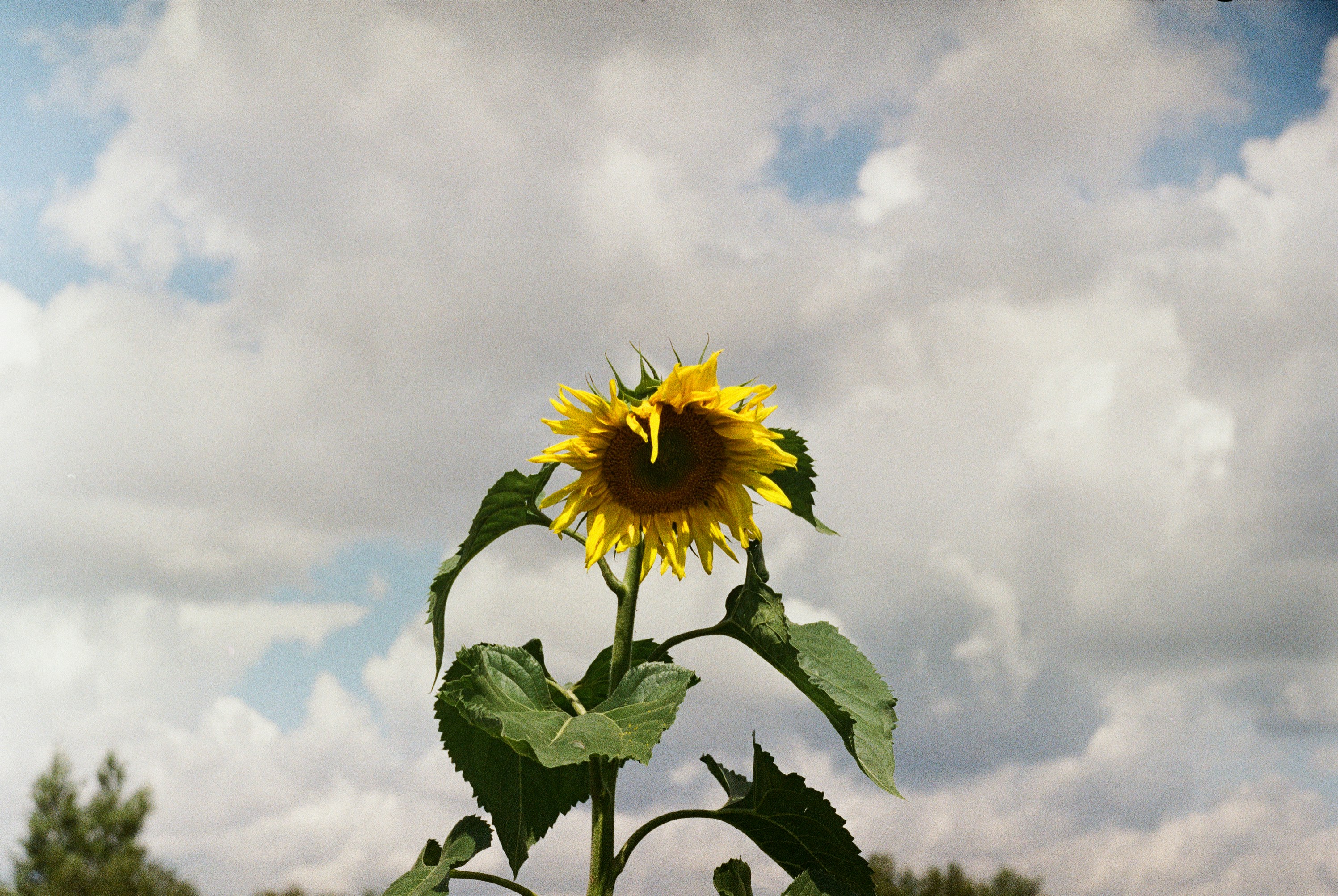 A single sunflower stands tall against a cloudy sky.