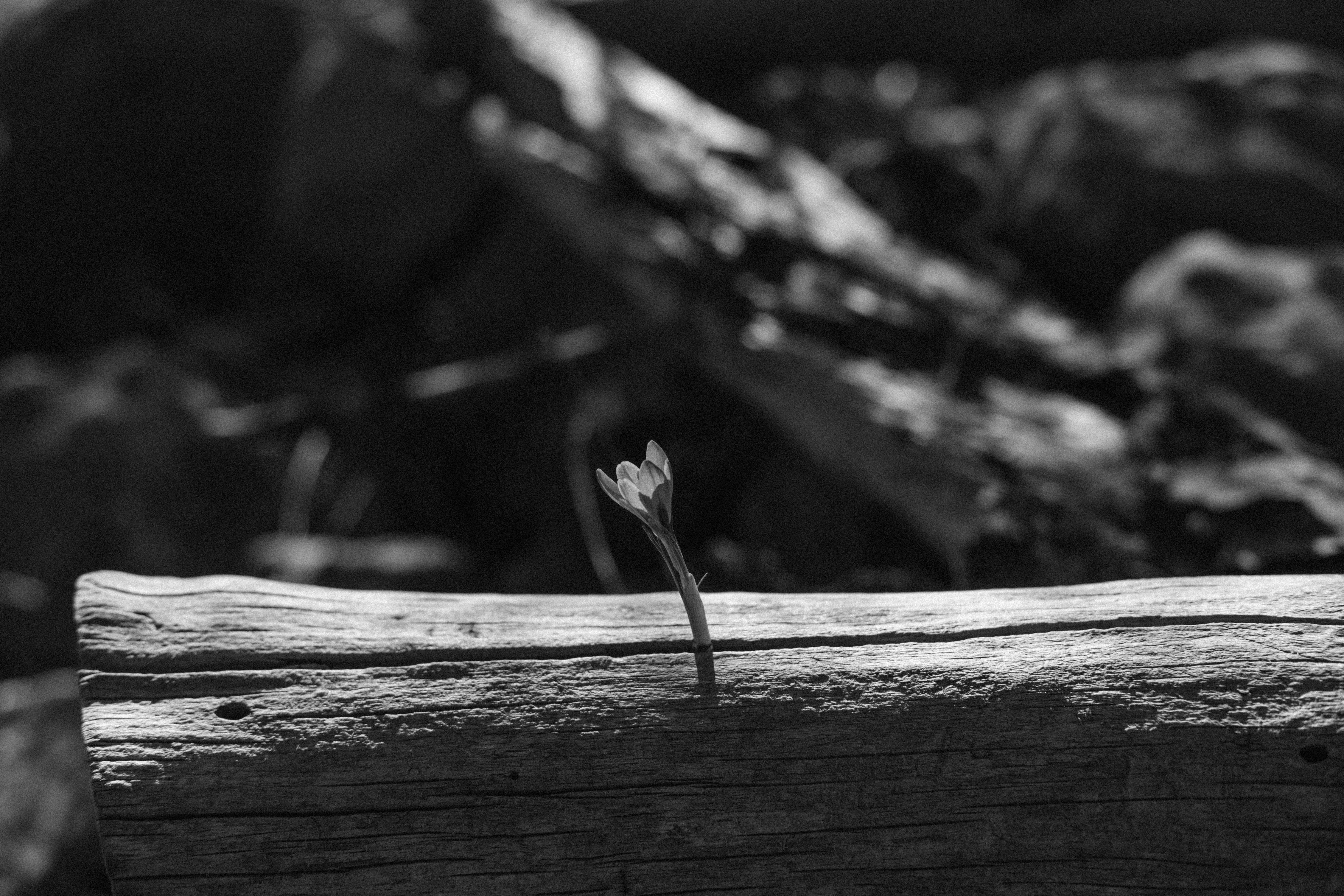 A single flower sprouts from a weathered log.