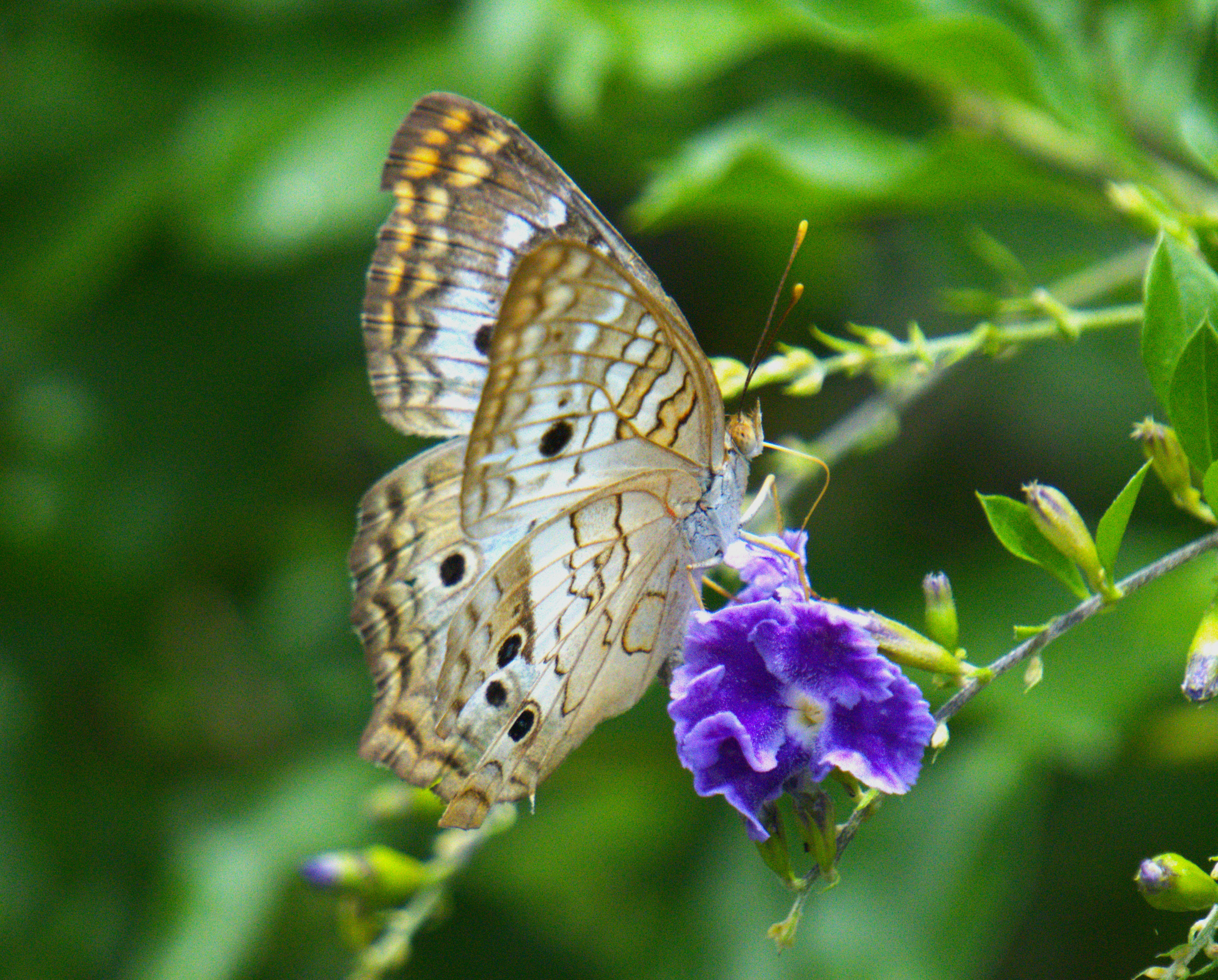 Photo by luclib47