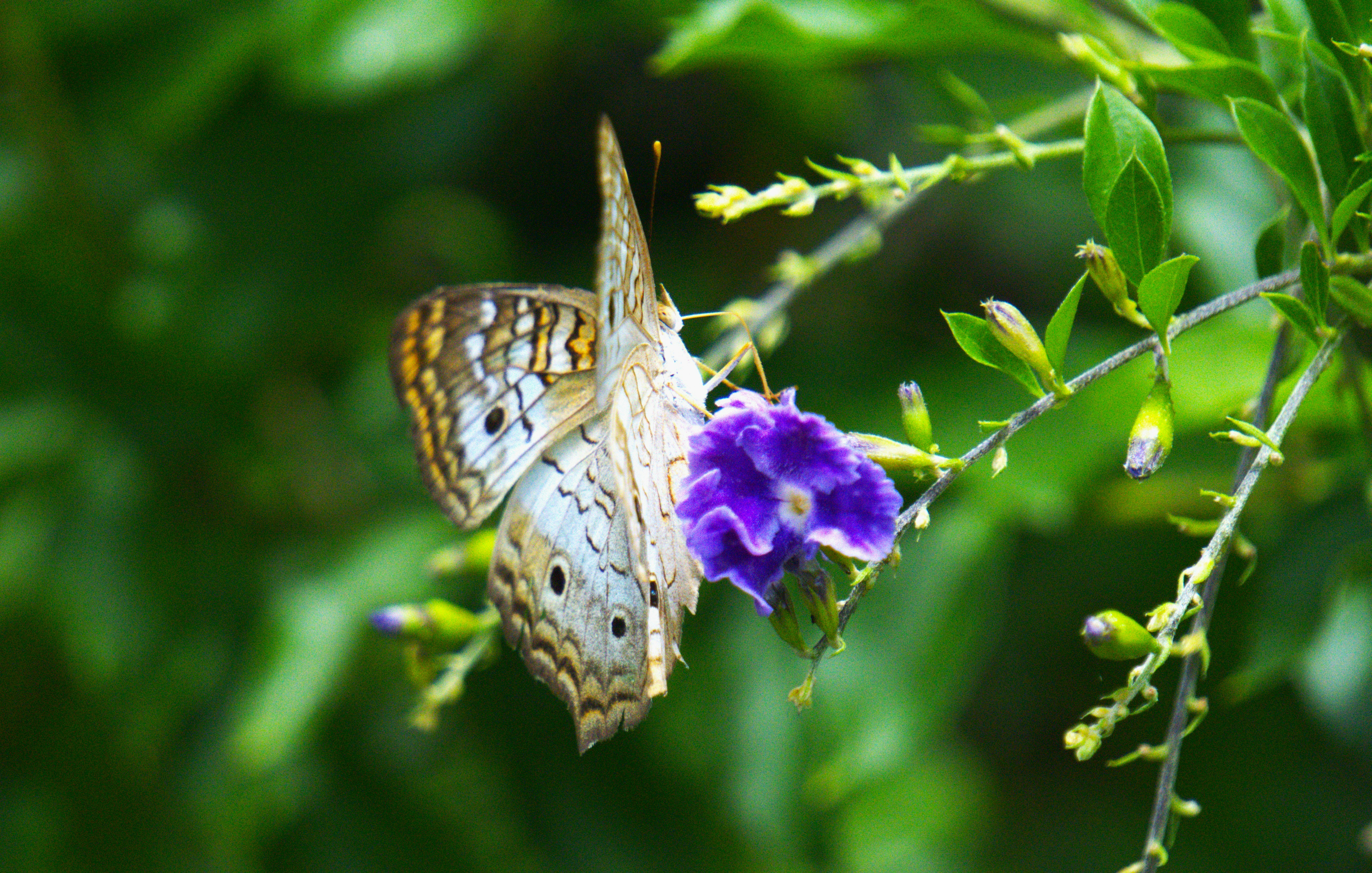 Photo by luclib47