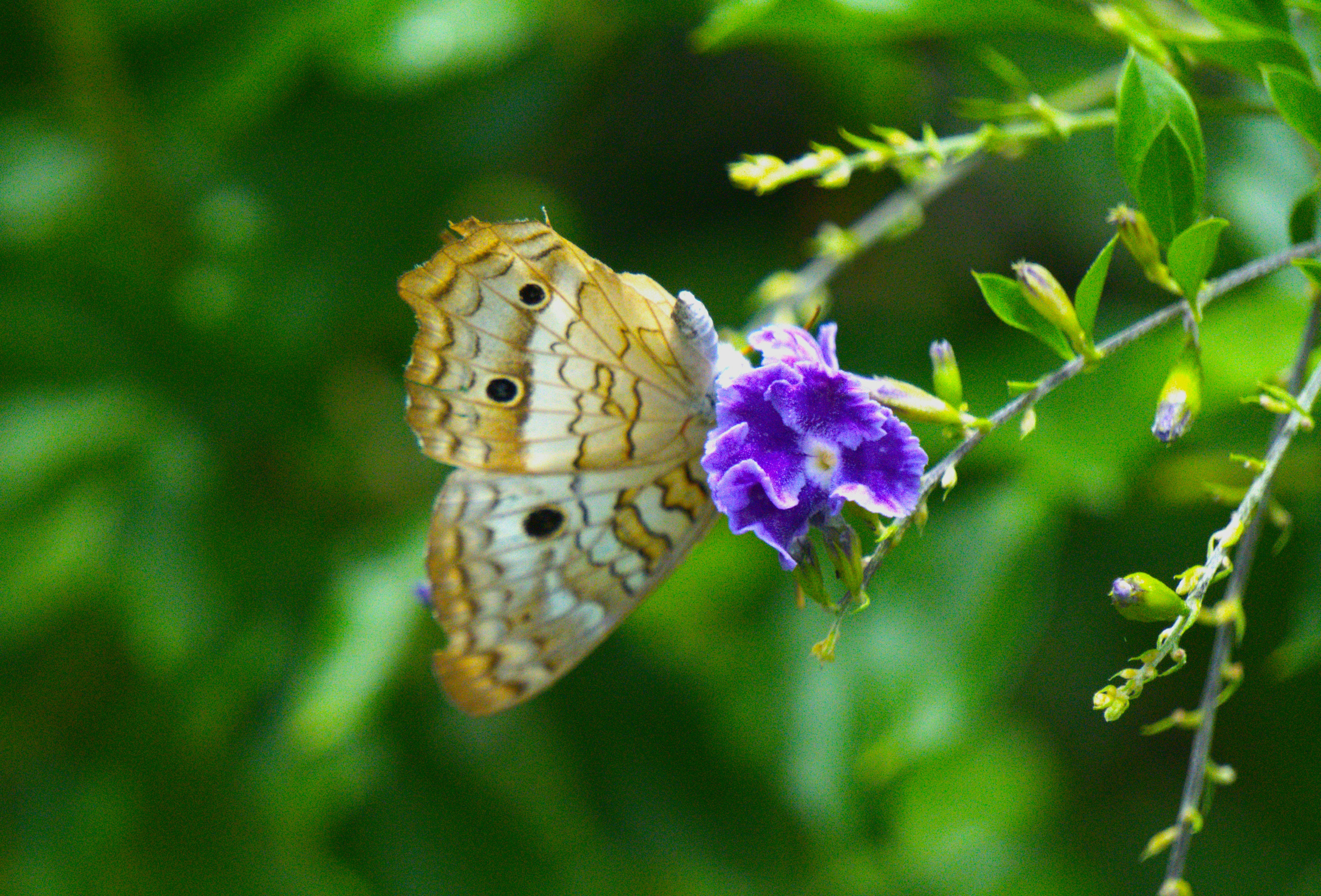 Photo by luclib47