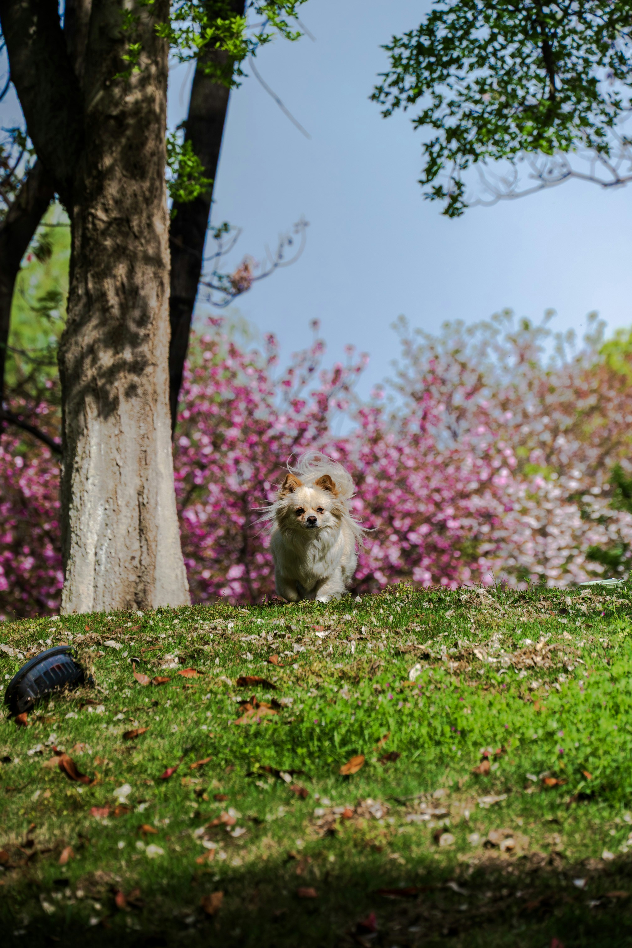 Un piccolo cane cammina sull'erba con alberi rosa dietro.