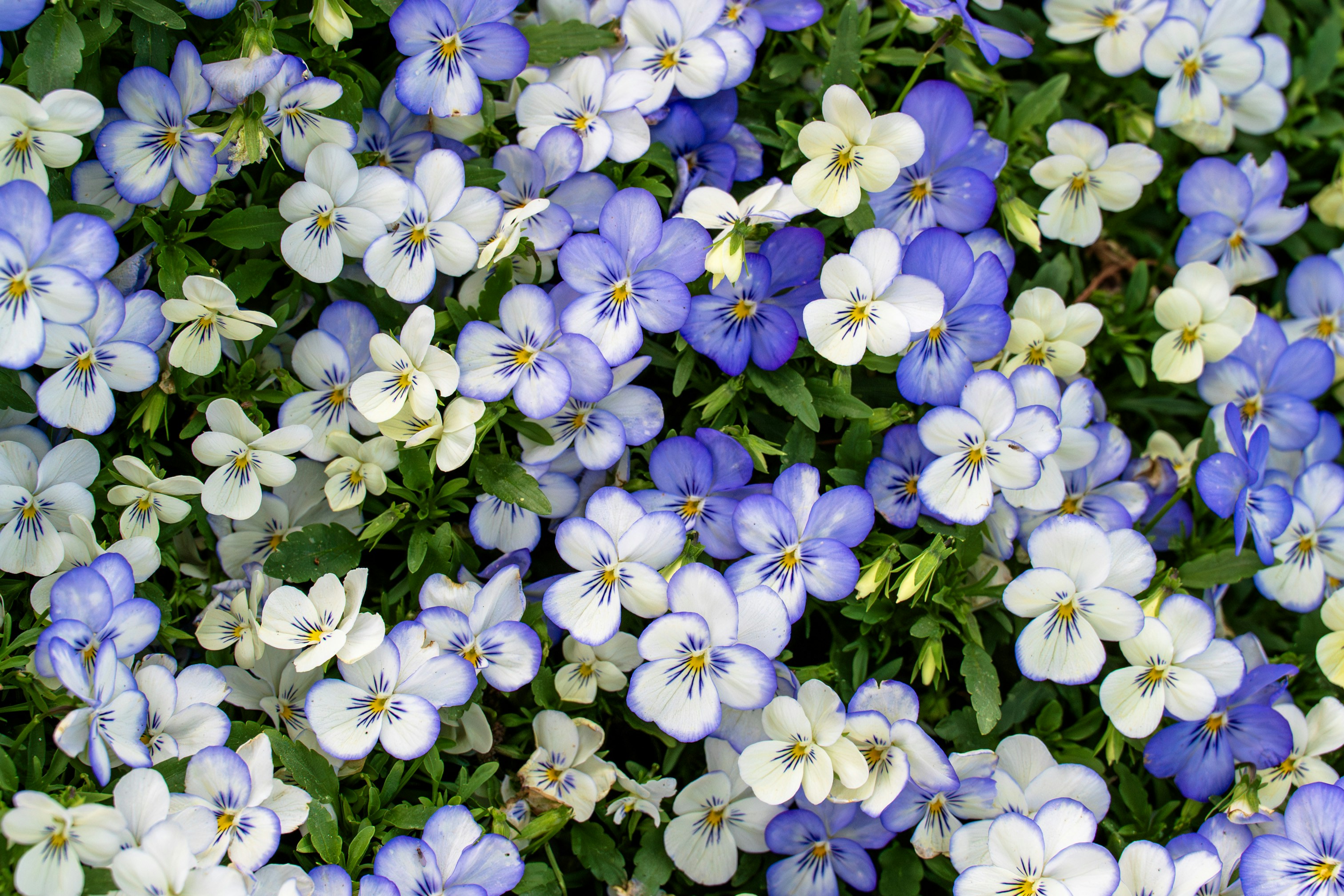 Un campo di piccoli fiori bianchi e viola.