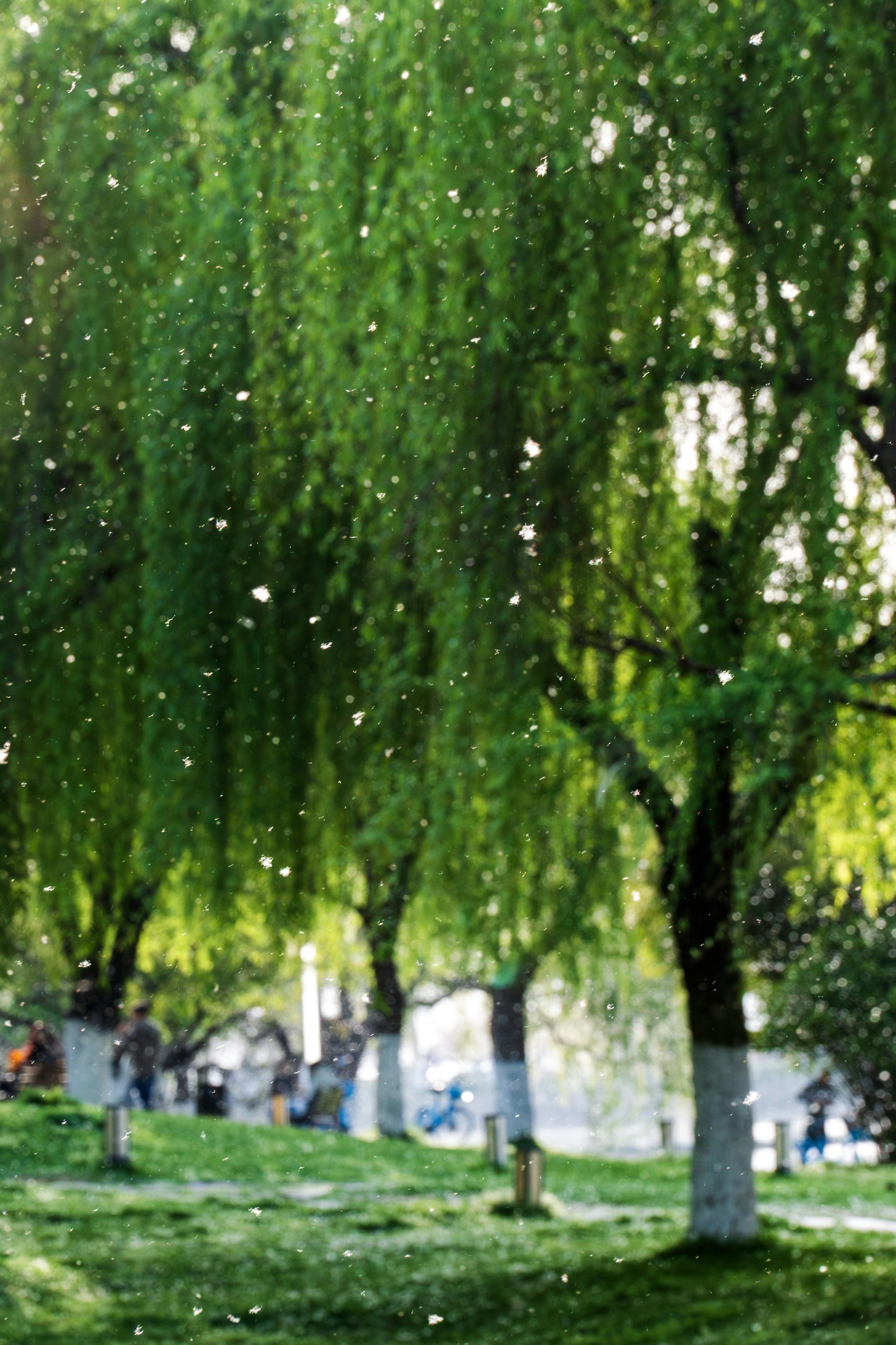 Salici verdi piangenti in un parco con petali che cadono.
