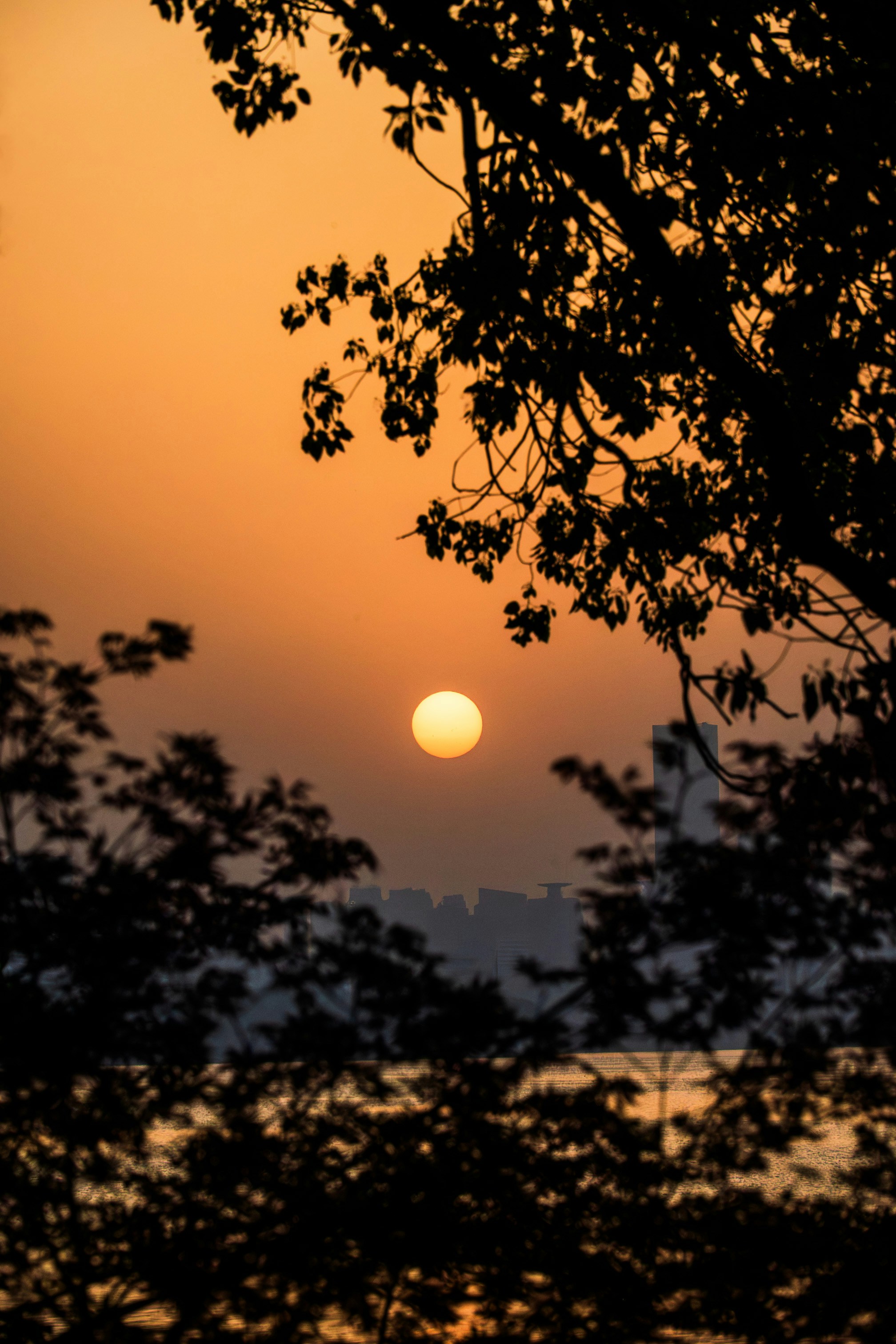 Tramonto su un oceano calmo incorniciato dagli alberi