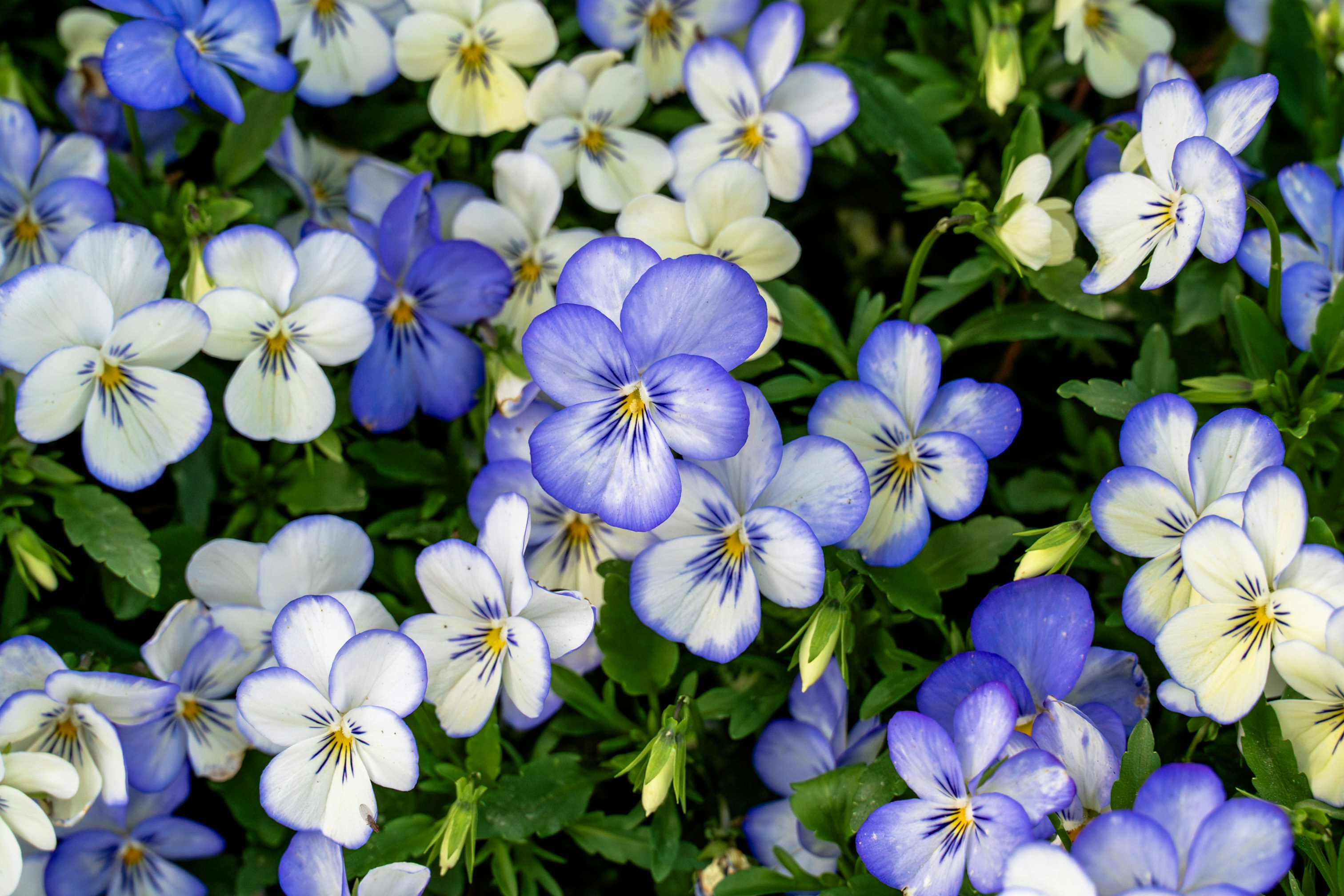 Un grappolo di fiori di violeto blu e bianchi.