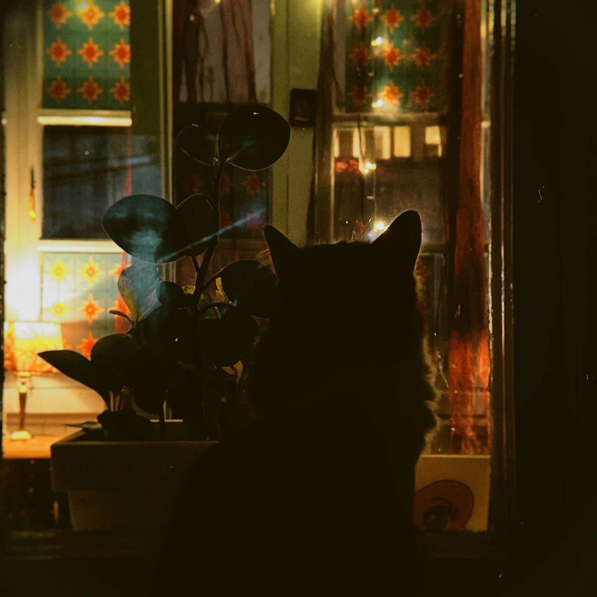 Kedi Gece Neden Koşar? Gece Aktifliğini Azaltma Rehberi