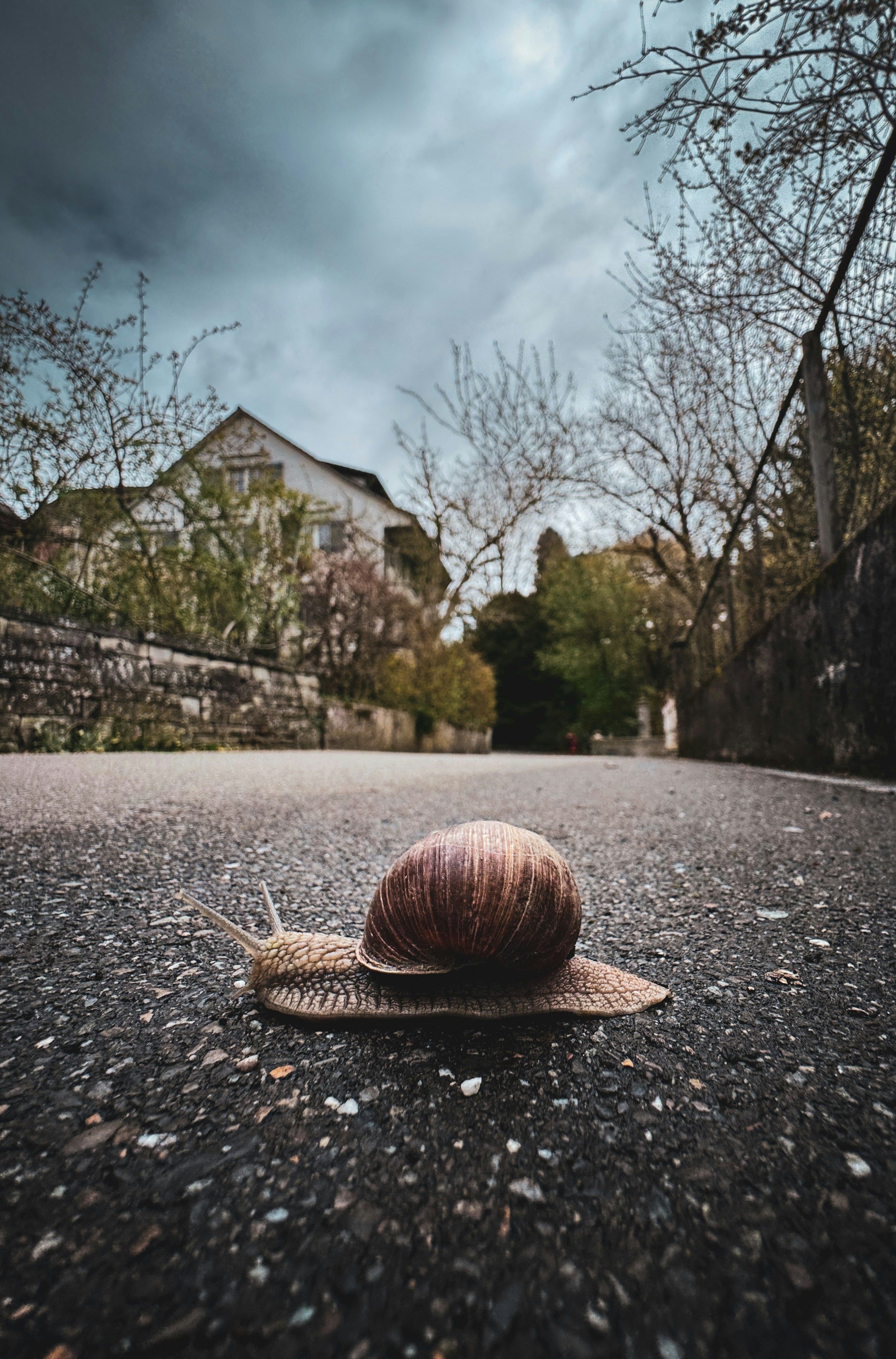 Eine Schnecke kriecht über einen gepflasterten Weg mit Gebäuden dahinter.