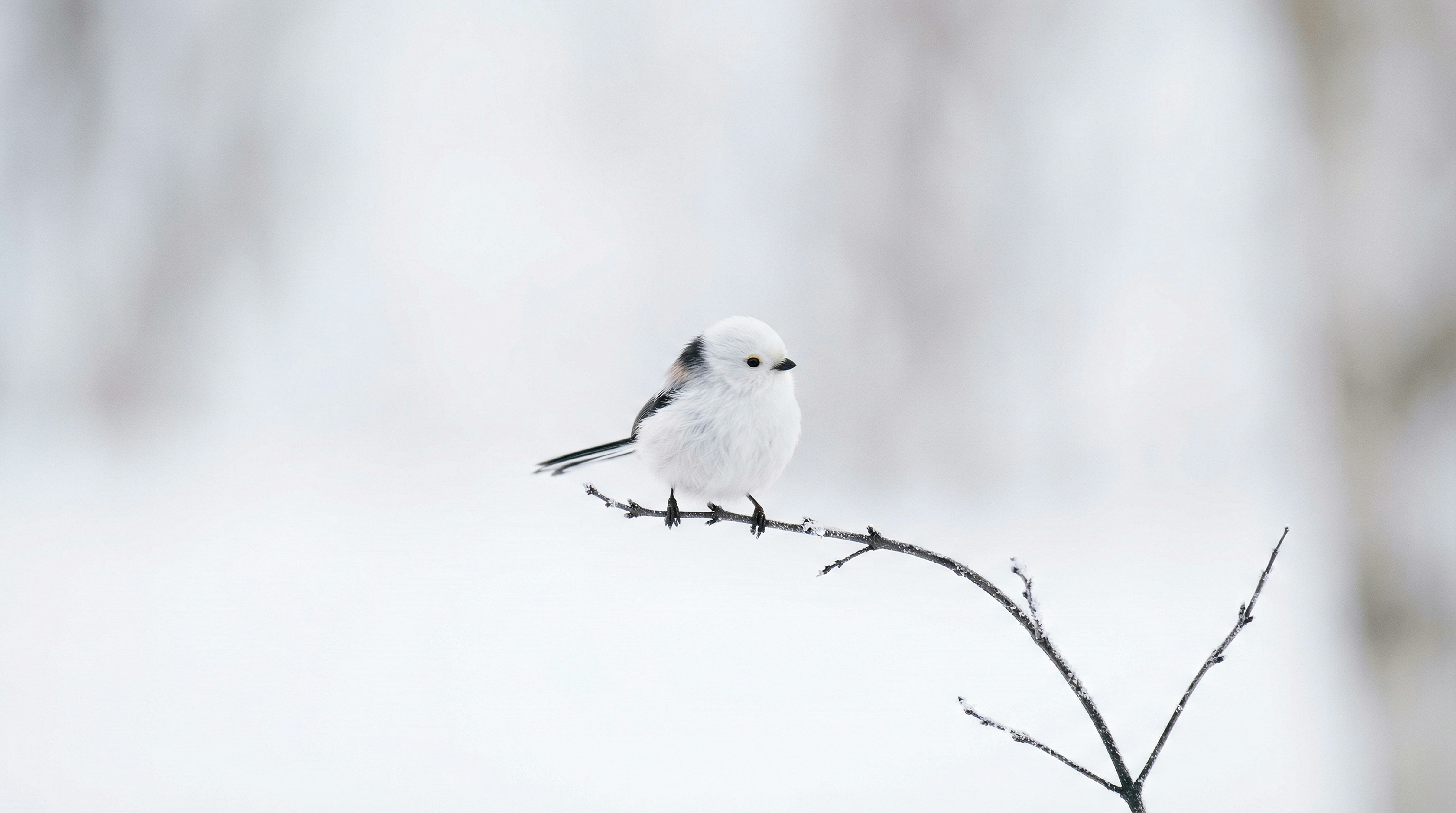 A small white bird perched on a bare branch